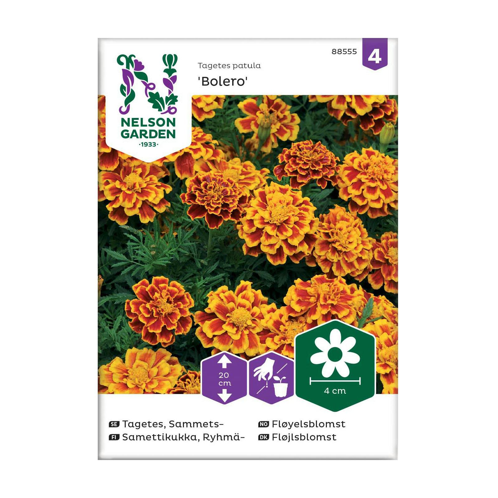 Frö Sammetstagetes Nelson Garden Bolero