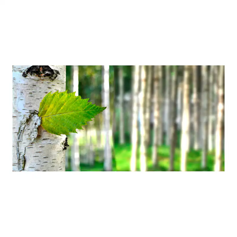 Fototapet XXL Arkiio Björklöv 550x270 cm