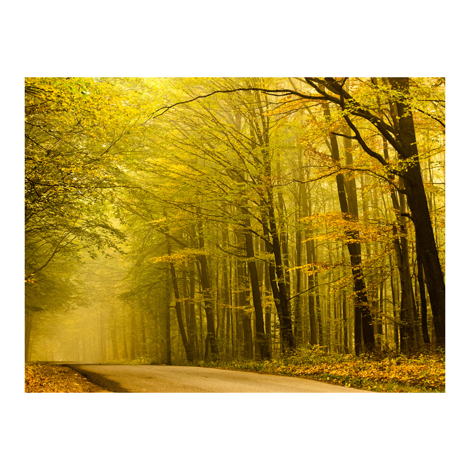 Fototapet Arkiio Väg I Höst Skogen