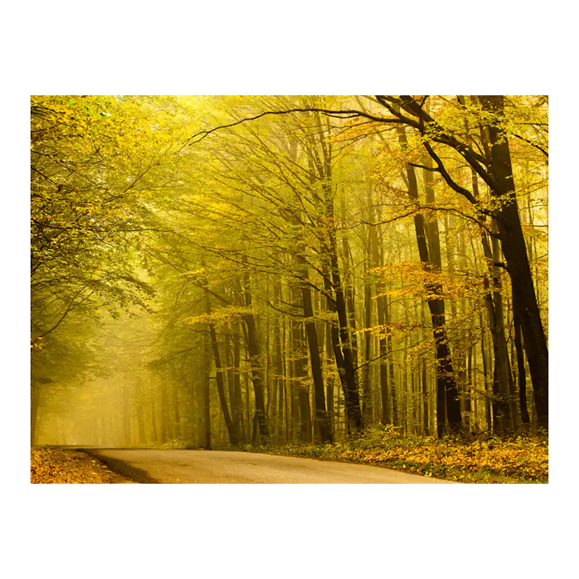 Fototapet Arkiio Väg I Höst Skogen