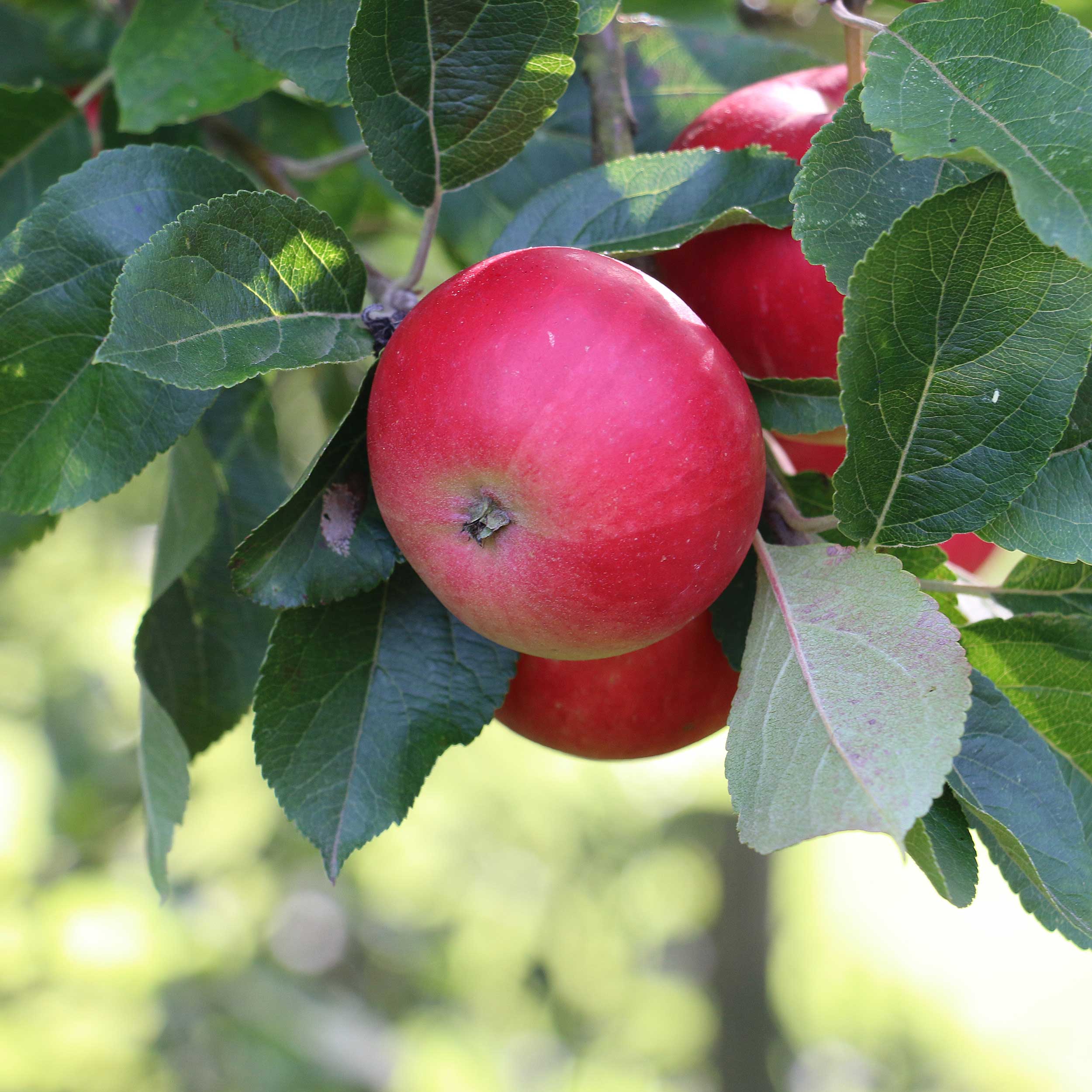 Äppelträd Omnia Garden Discovery E Svagväxande