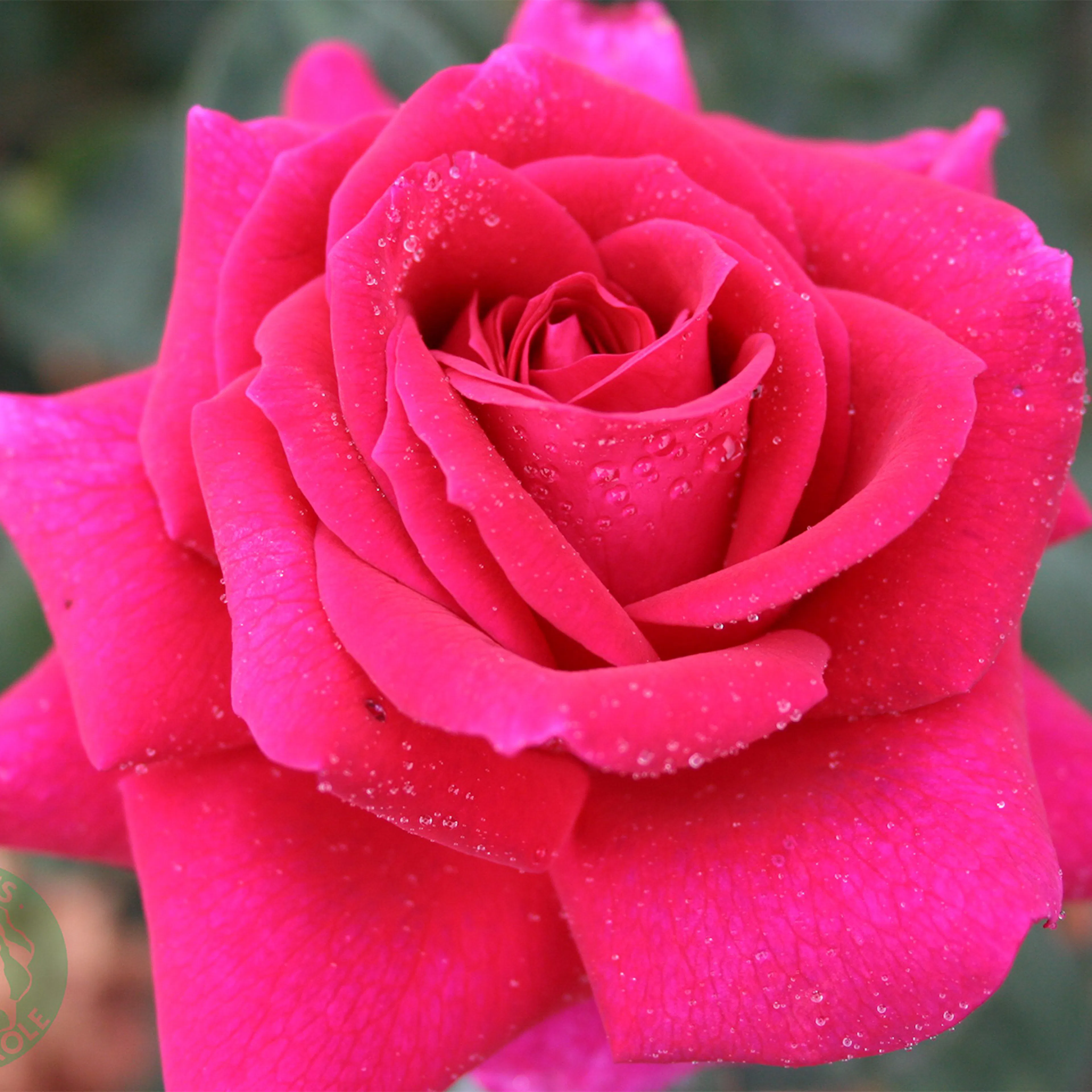 Rosa "Big Purple", 5-pack 5-pack
