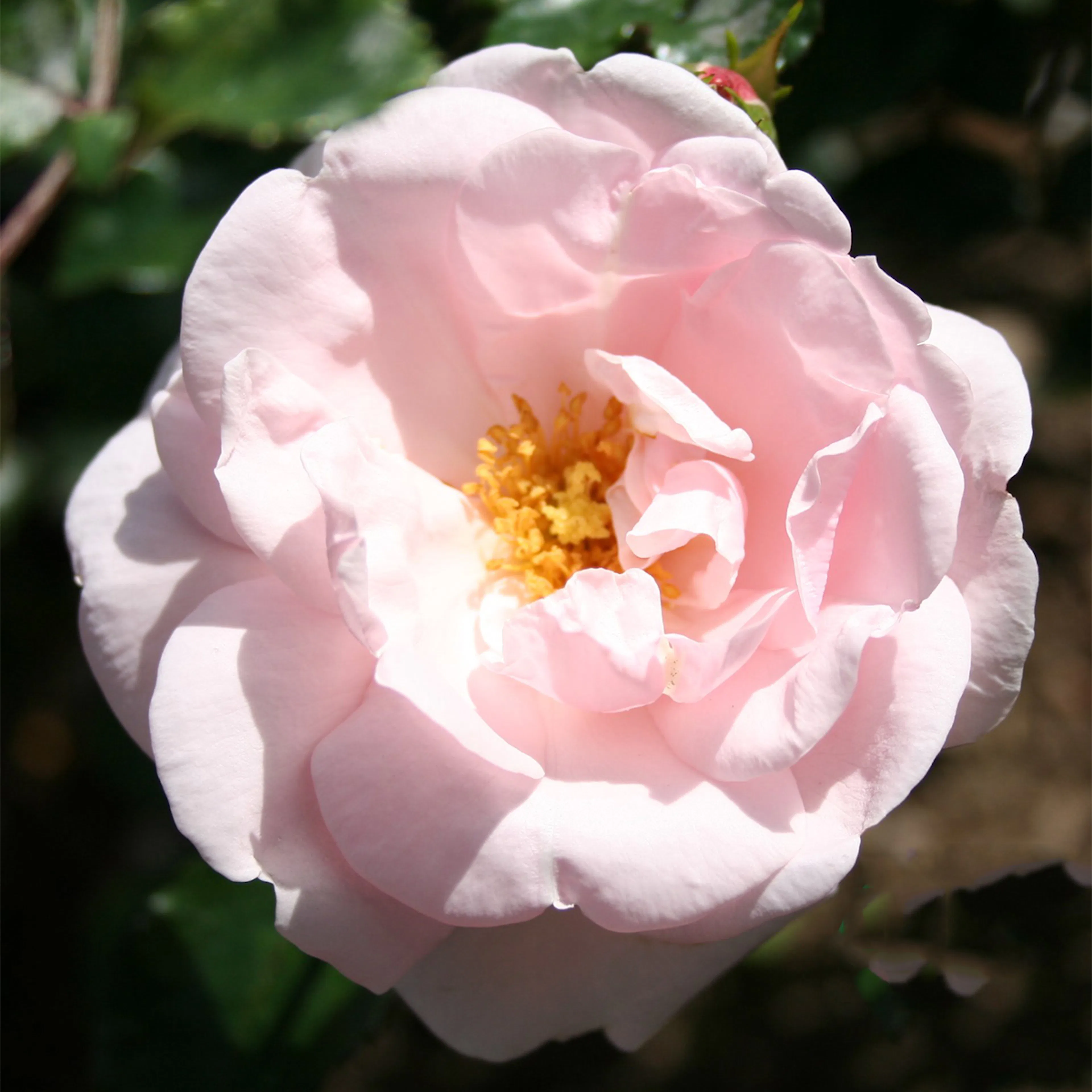 Rosa "New Dawn", 1-pack 1-pack