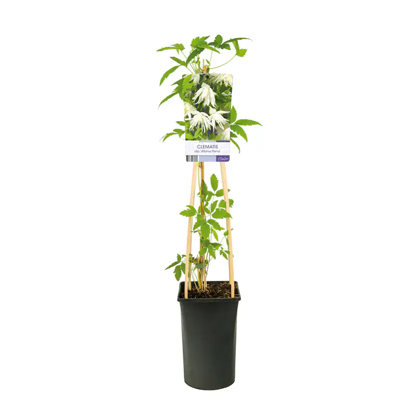 Klätterväxt Hybridklematis Omnia Garden 40-60 cm