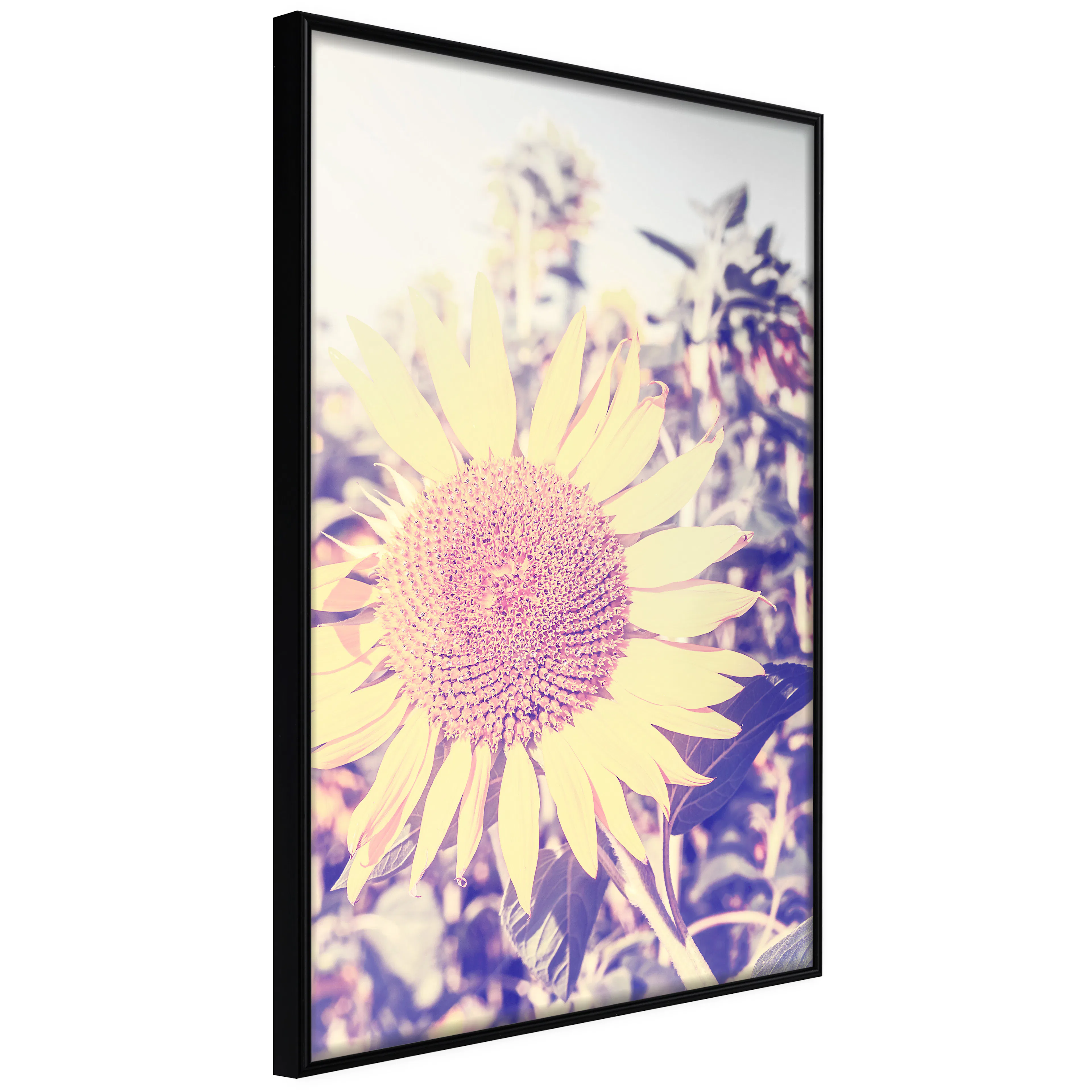 Affisch - Sunflower [Poster] 40x60 Svart ram, 40x60 cm