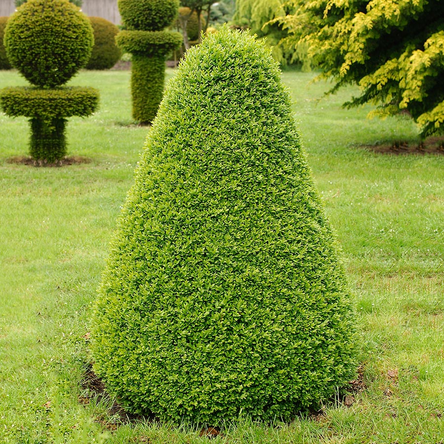 Buske Buxbom Omnia Garden Formklippt Pyramid