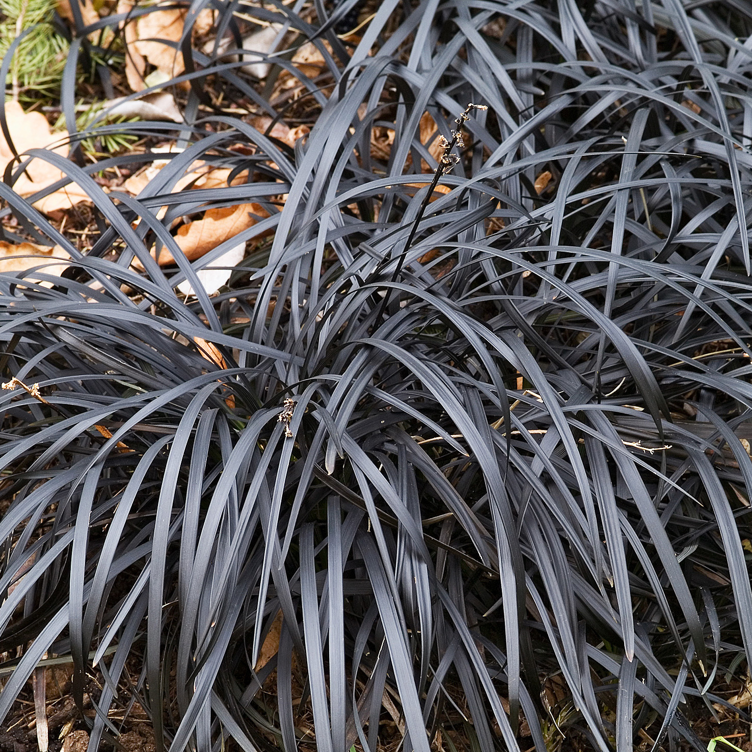 Planta Omnia Garden Mörkt ormskägg Niger