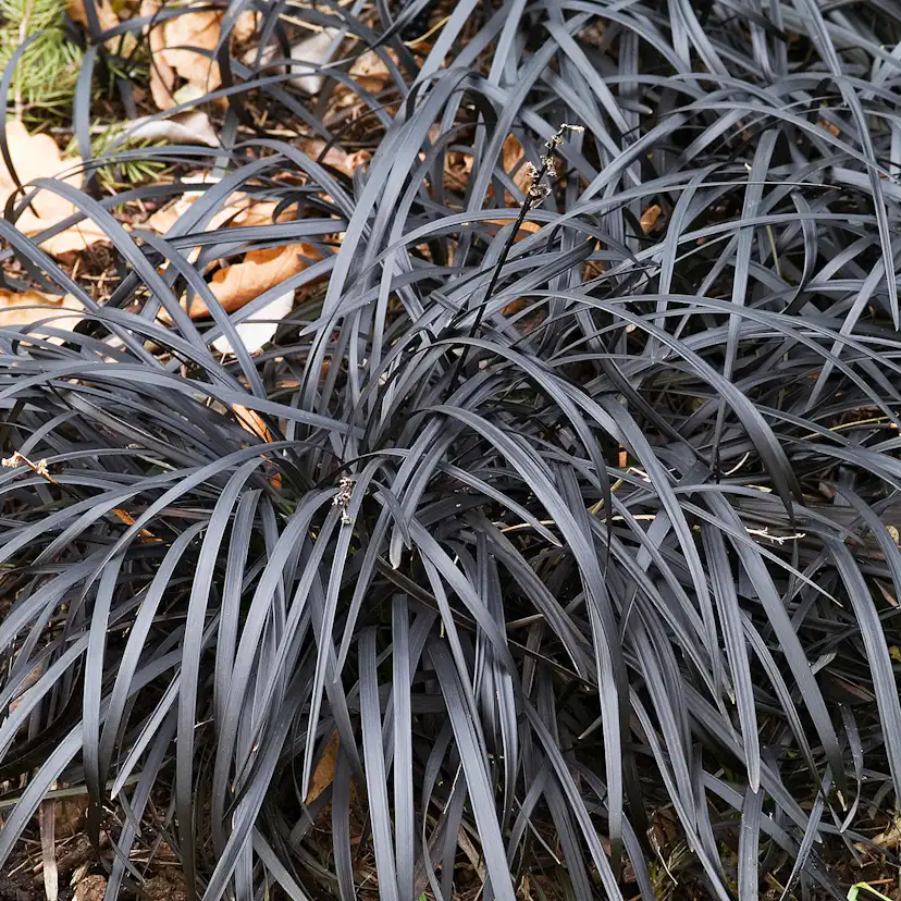 Planta Omnia Garden Mörkt ormskägg Niger