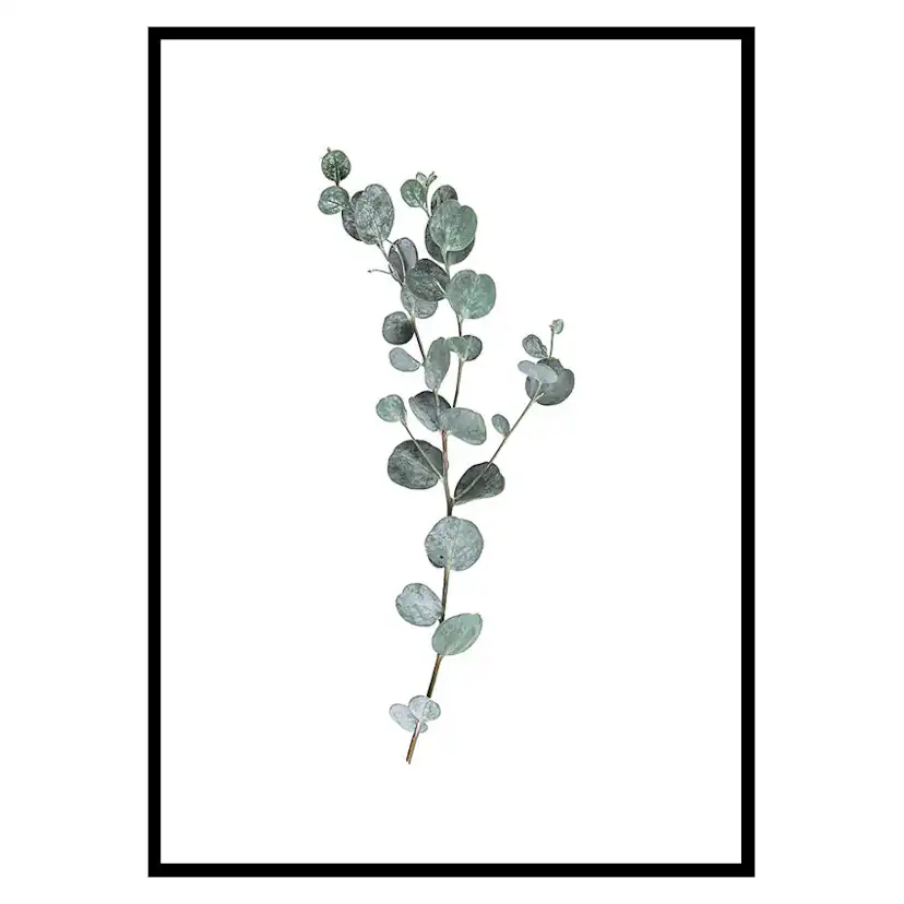 Poster Gallerix Eucalyptus No1