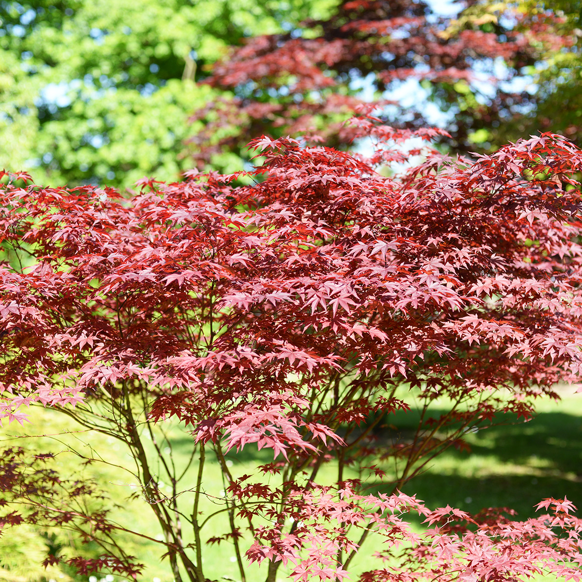 Prydnadsbuske Omnia Garden Japansk Lönn Bloodgood