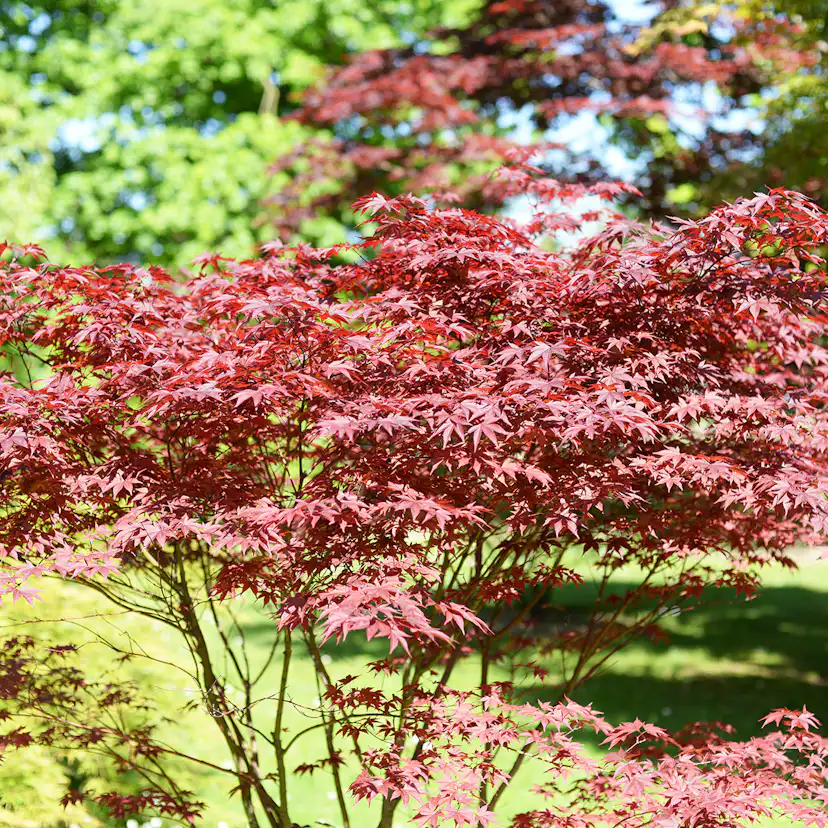 Prydnadsbuske Omnia Garden Japansk Lönn Bloodgood