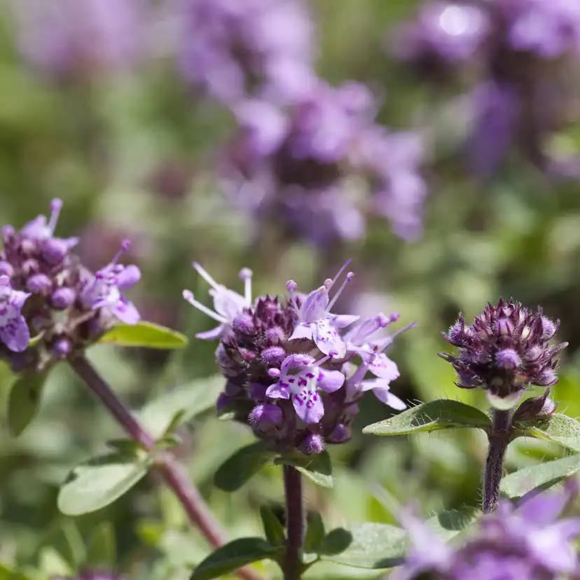 Kungsmynta Omnia Garden