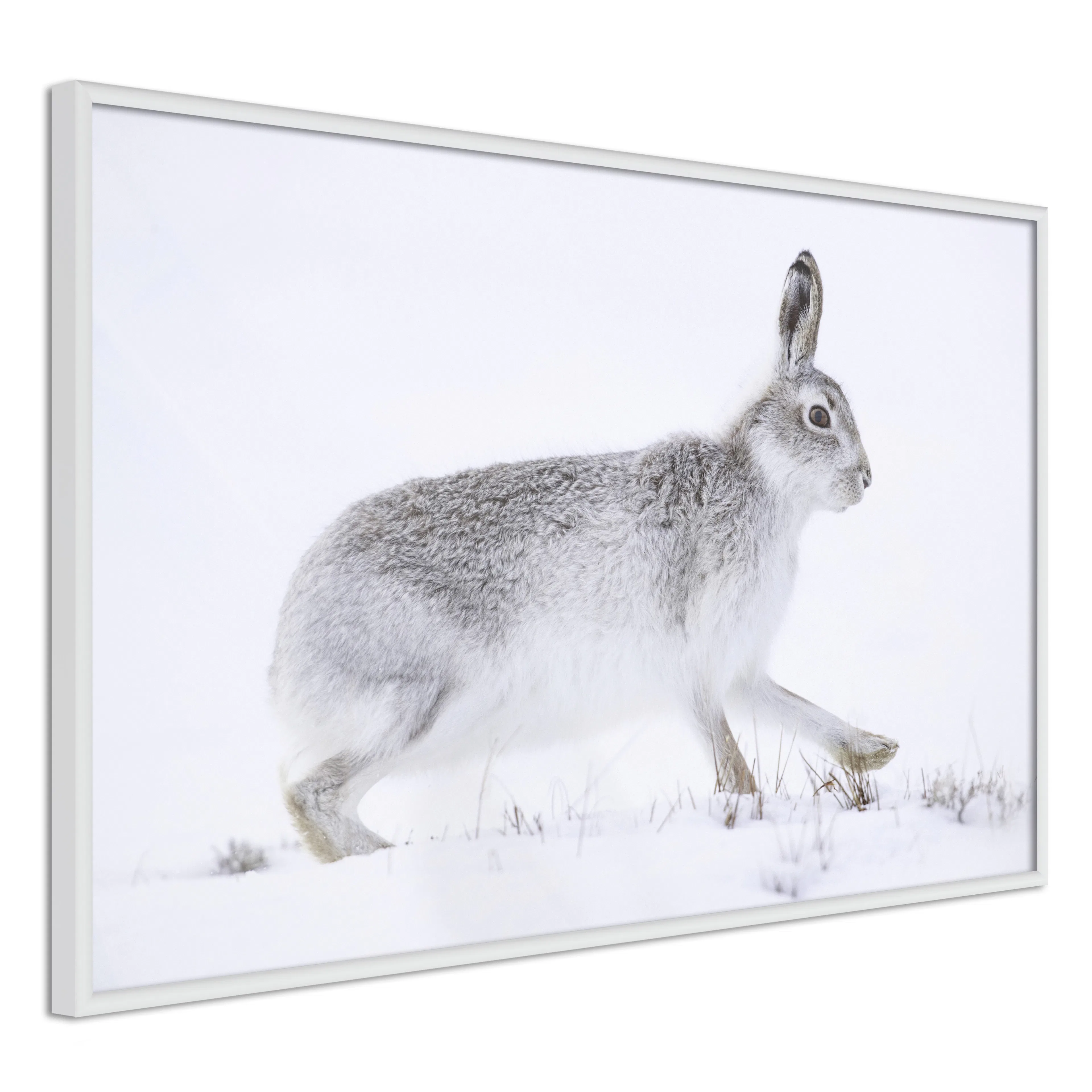 Poster Artgeist Affisch Rabbit