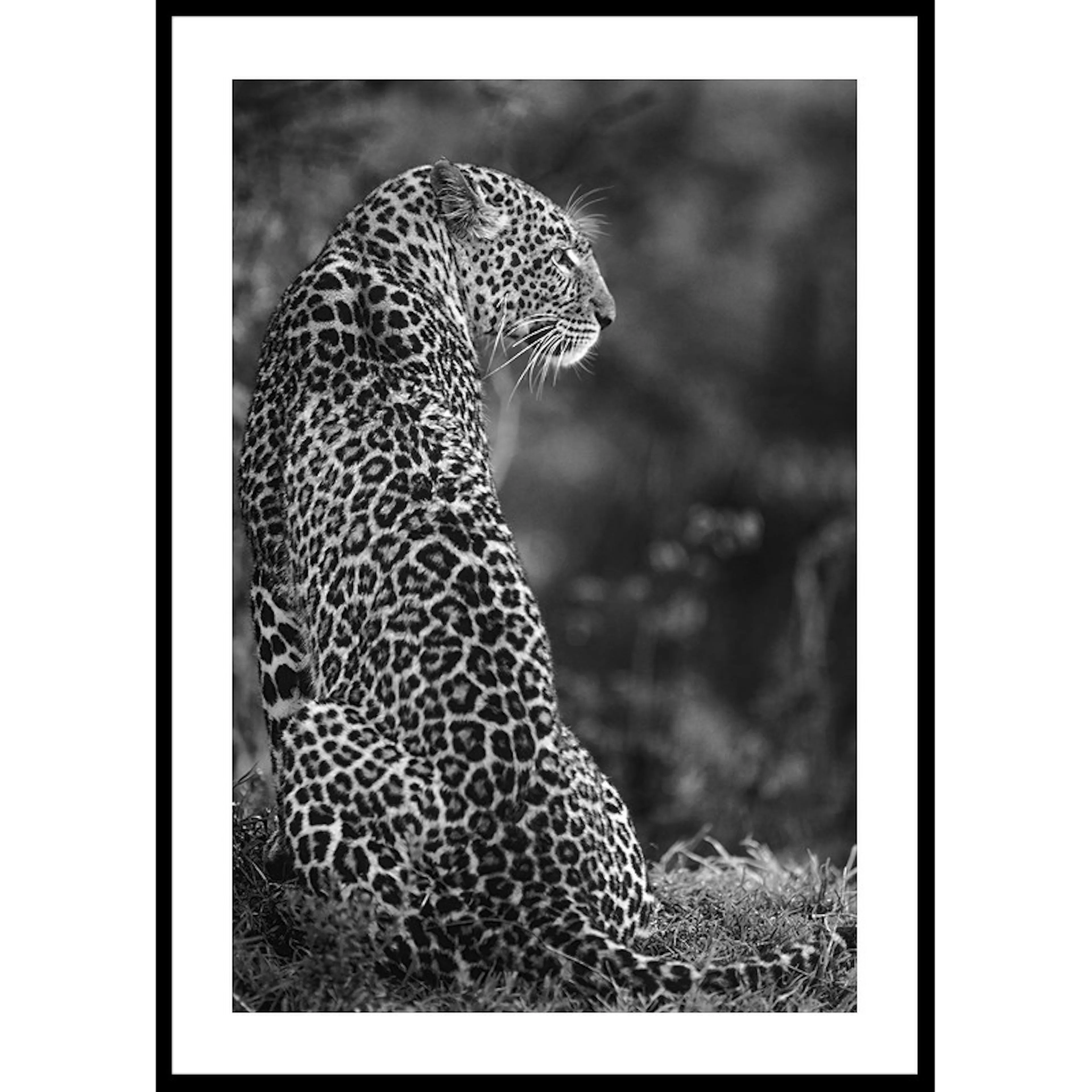 Poster Gallerix Jaguar B&W