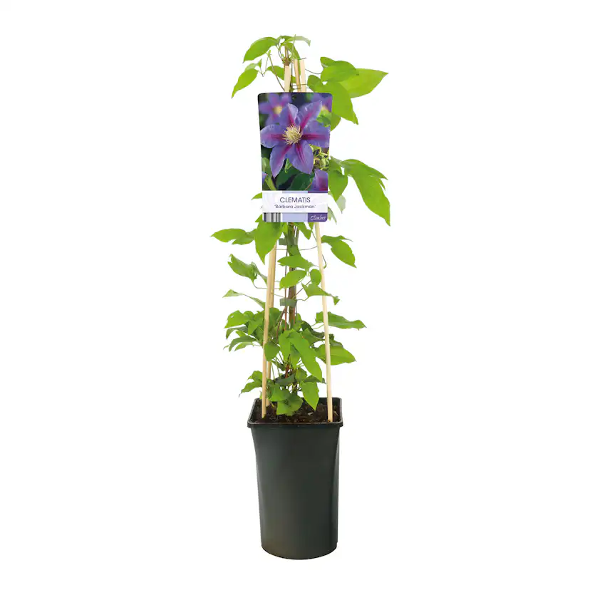 Klätterväxt Storblommig Vippklematis Omnia Garden 40-60 cm