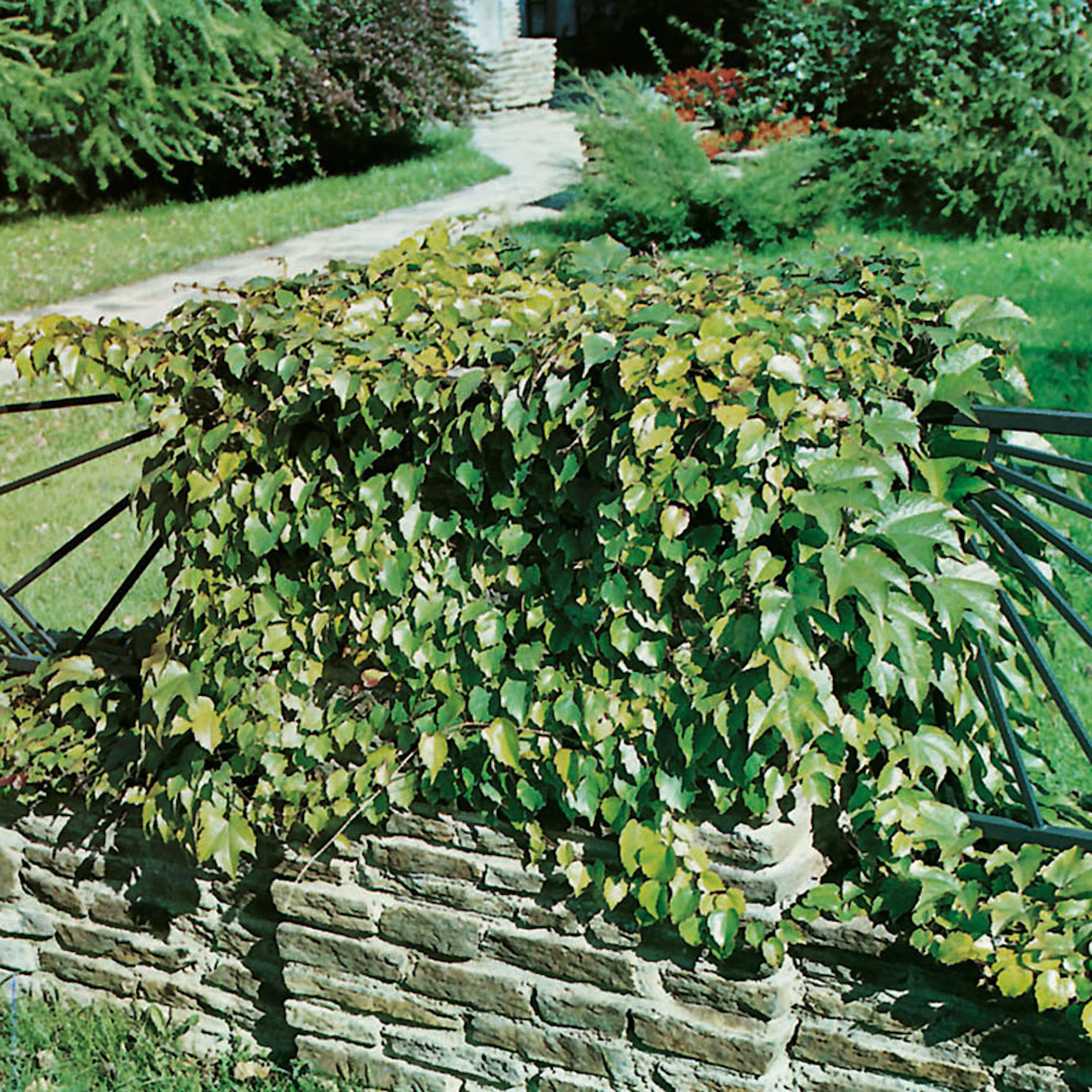 Klätterväxt Rådhusvin Omnia Garden 40-60 cm