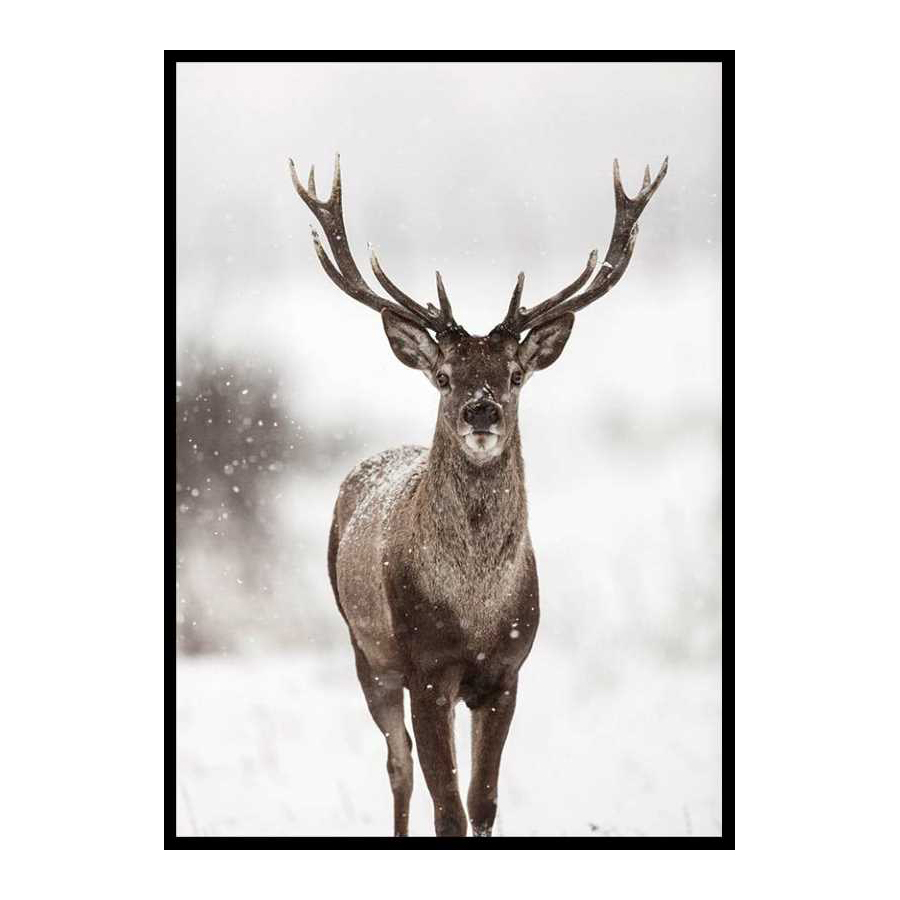 Majestic Red Deer 50x70 cm