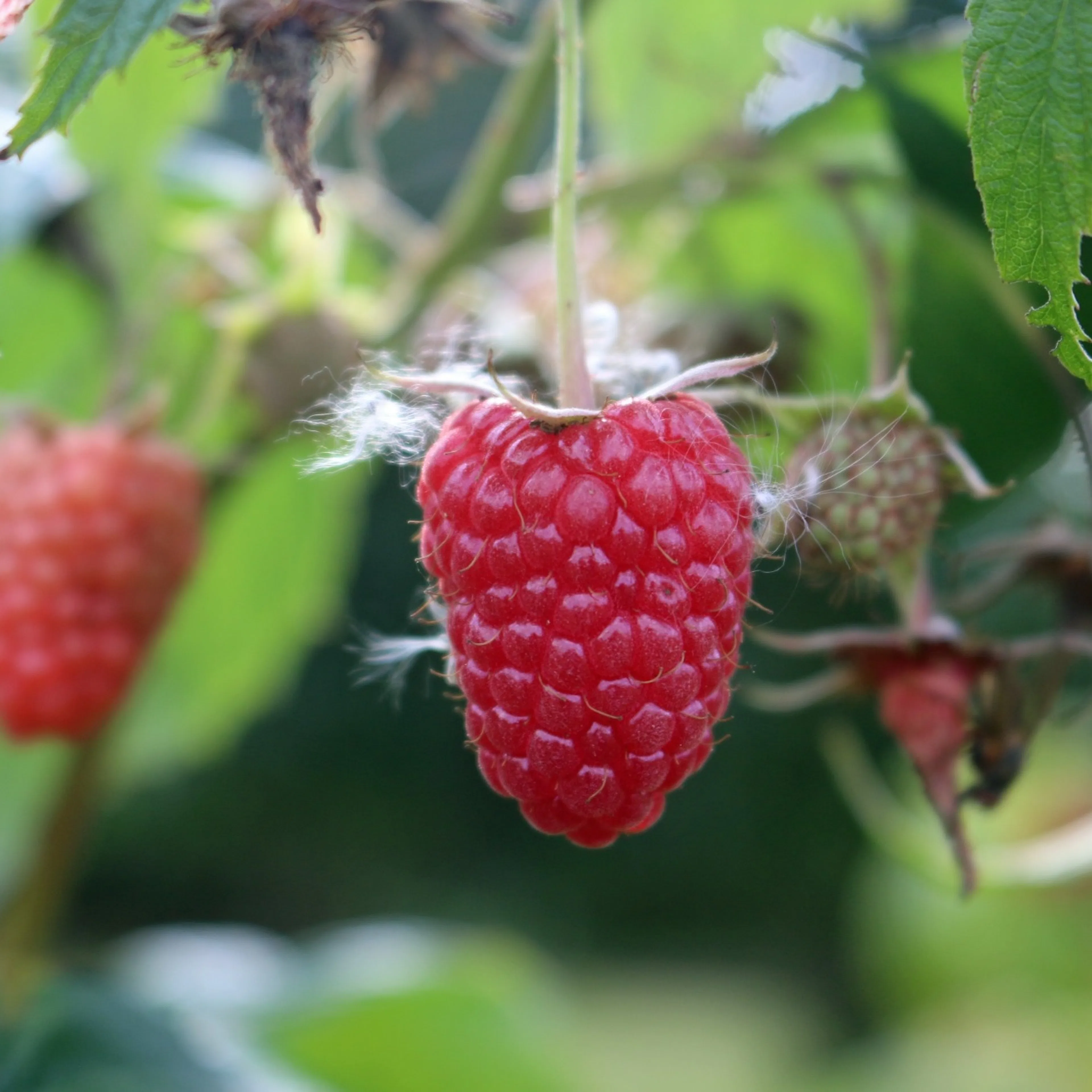 Rubus (Hösthallon) 'Elektra' E, 10-pack 10-Pack