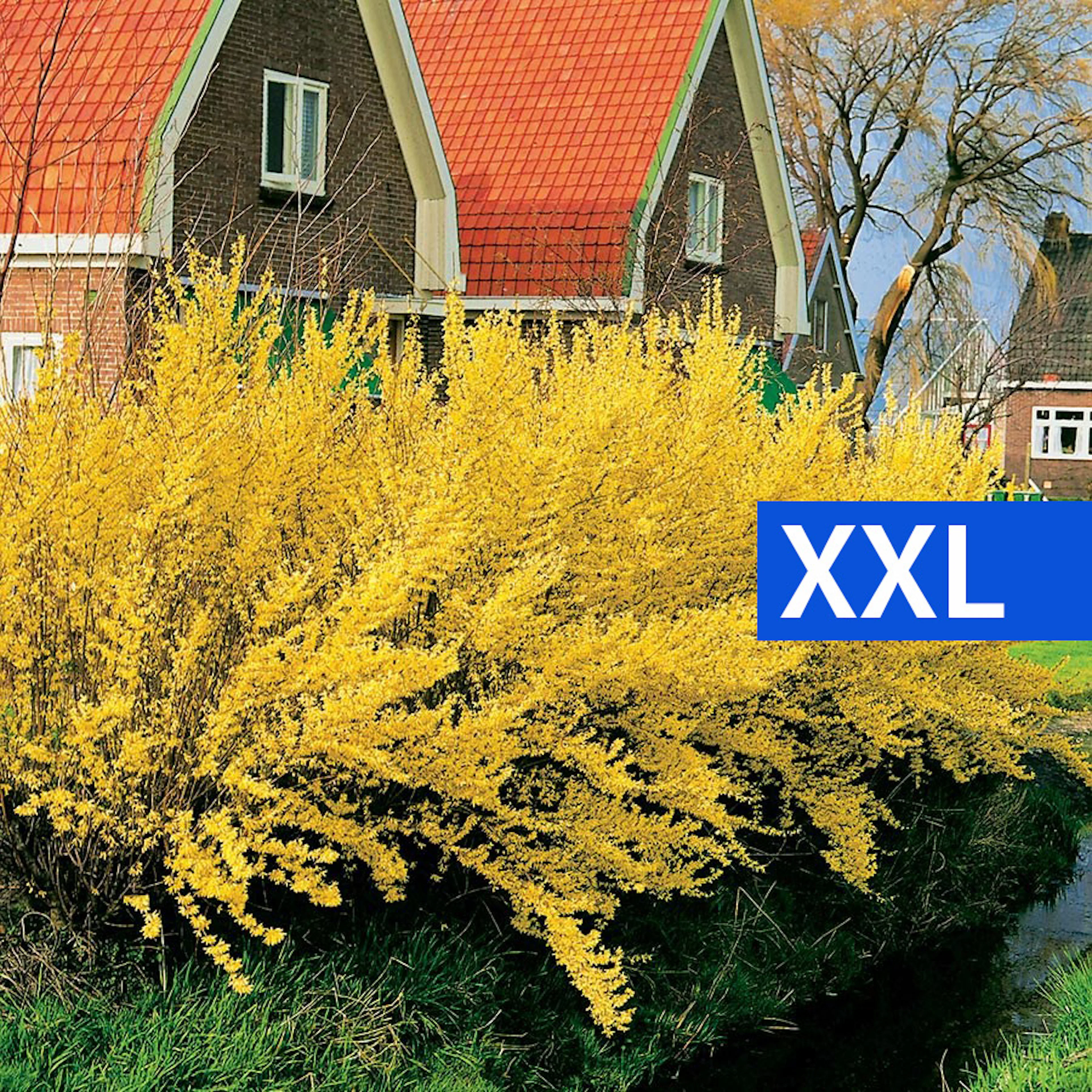 Prydnadsbuske Omnia Garden Prydnadsbuske Hybridforsythia 125-150cm