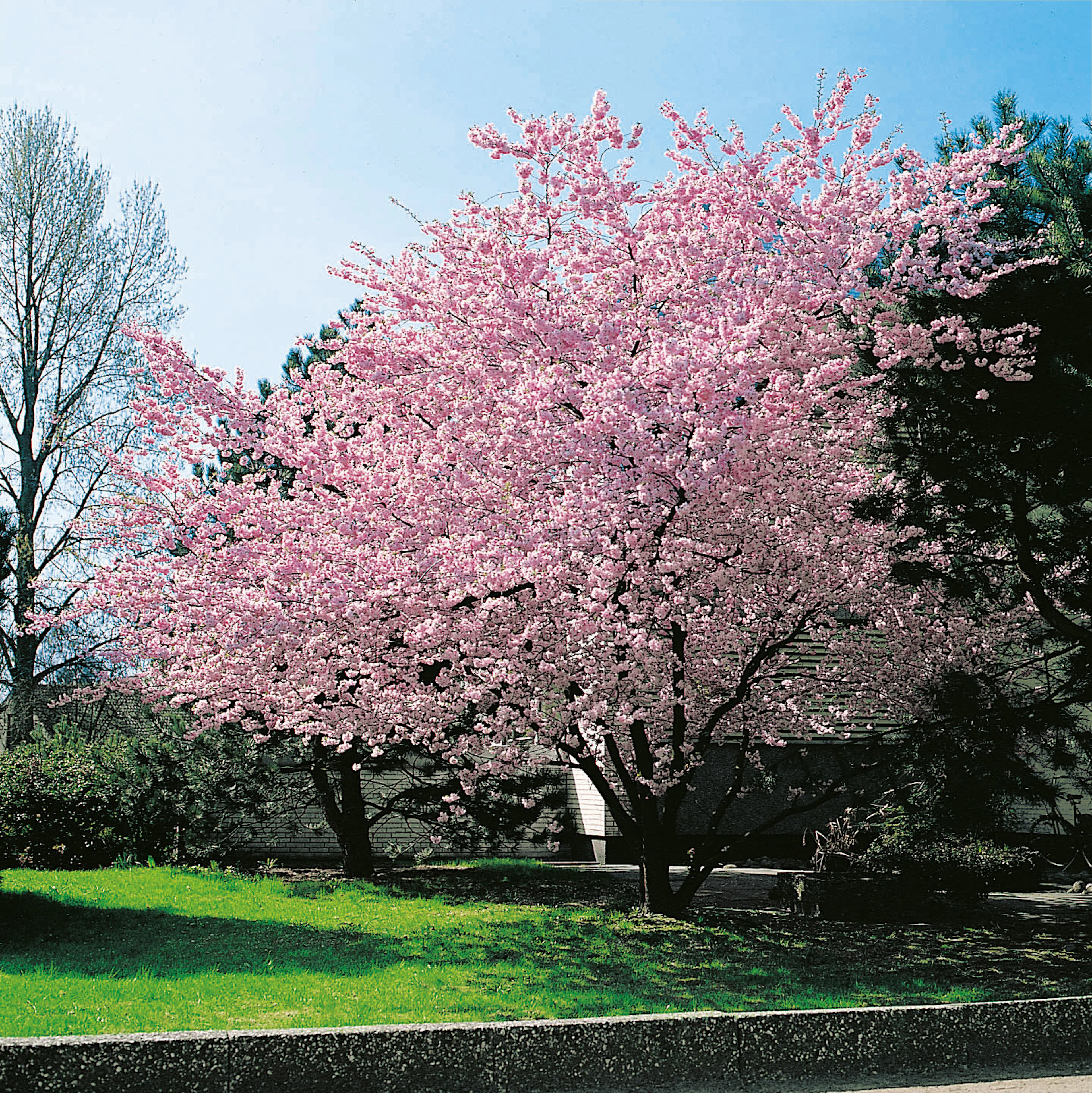 Prydnadskörsbär Omnia Garden Accolade, Rosa Blomning, 100-120 cm