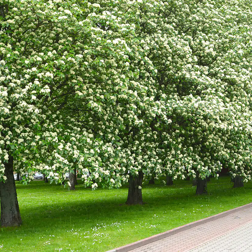Prydnadsträd Omnia Garden Oxel