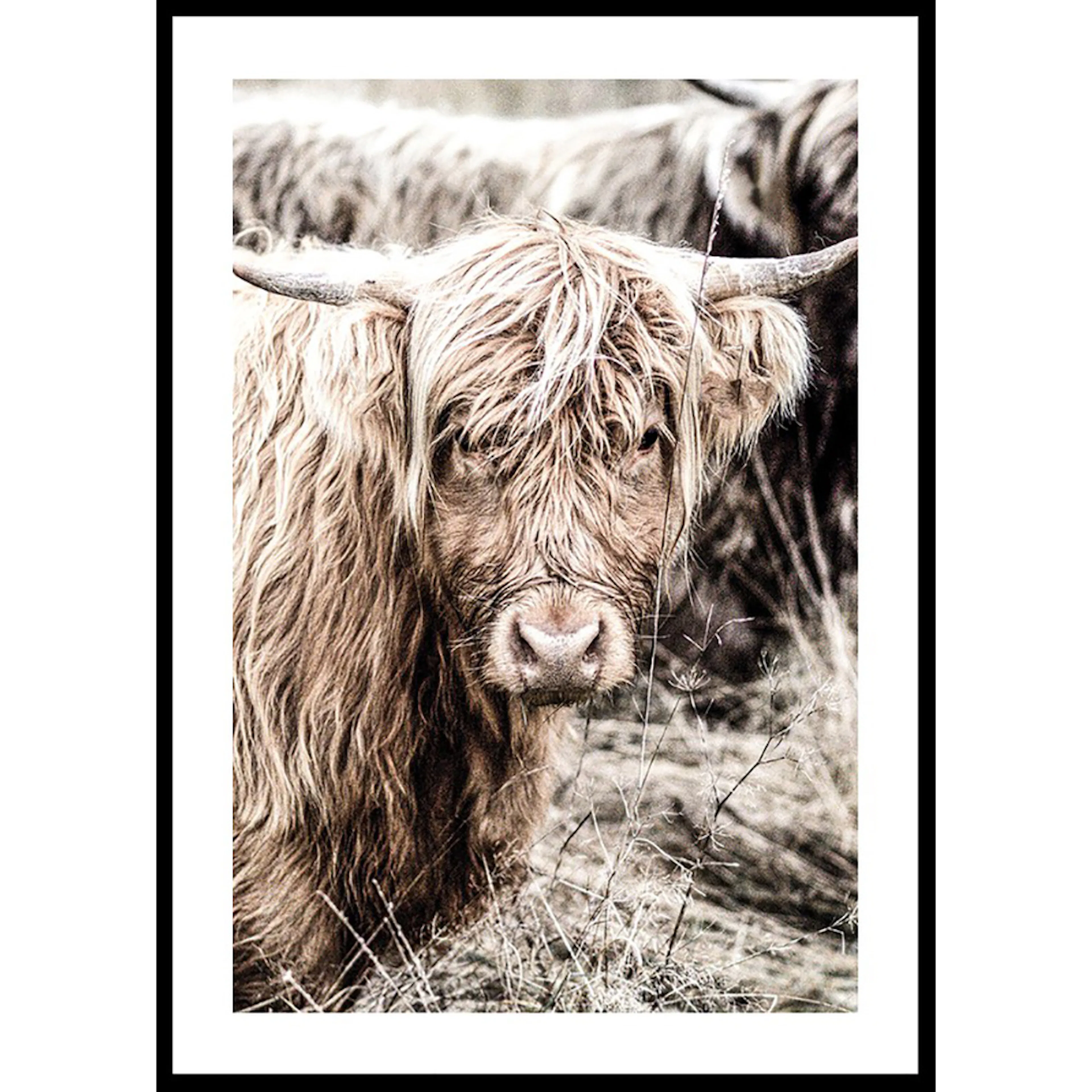 Poster Gallerix Cow Up Close