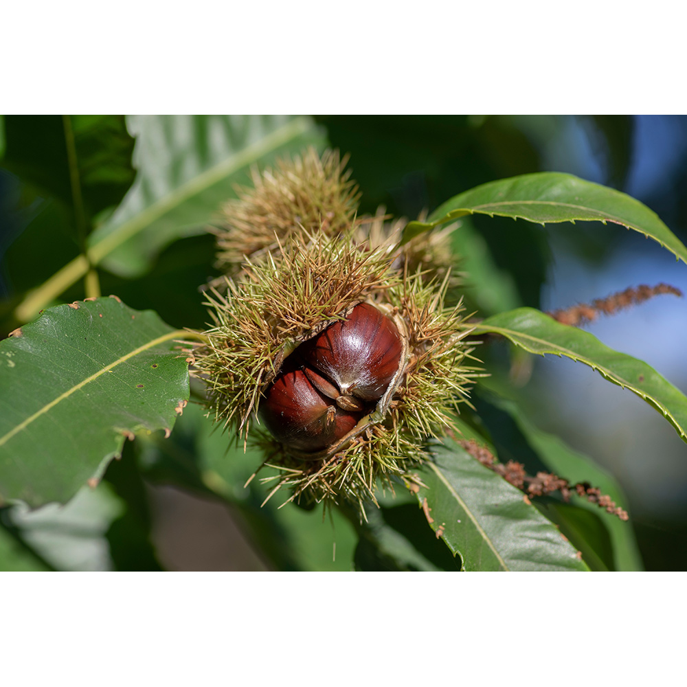 Äkta Kastanj Omnia Garden Castanea Sativa Högstam