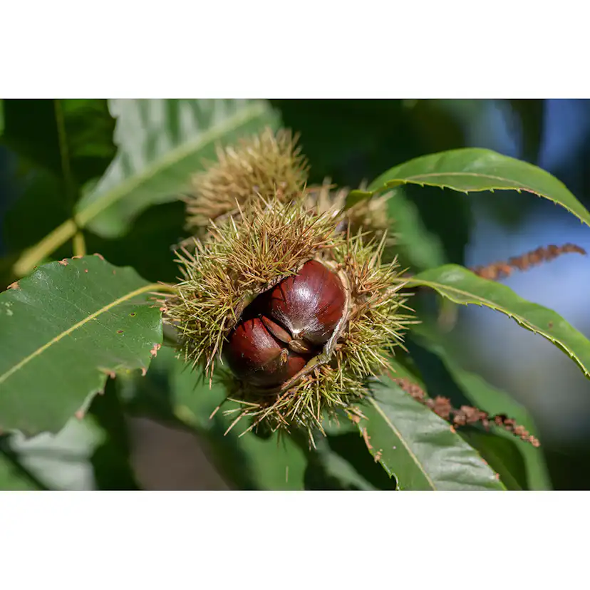 Äkta Kastanj Omnia Garden Castanea Sativa Högstam