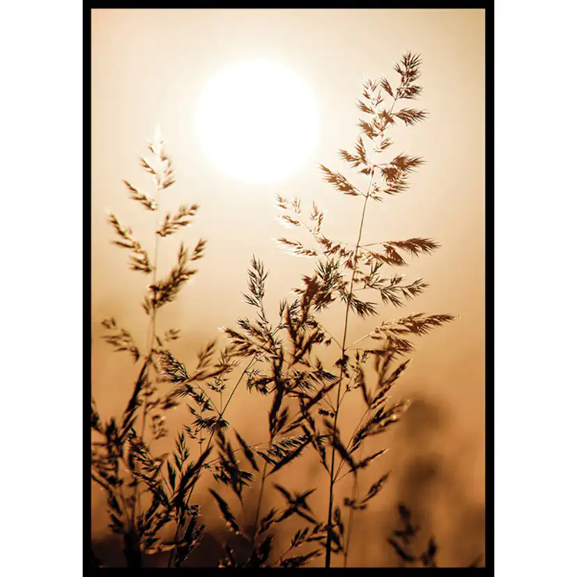 Poster Gallerix Sunset Dry Grass
