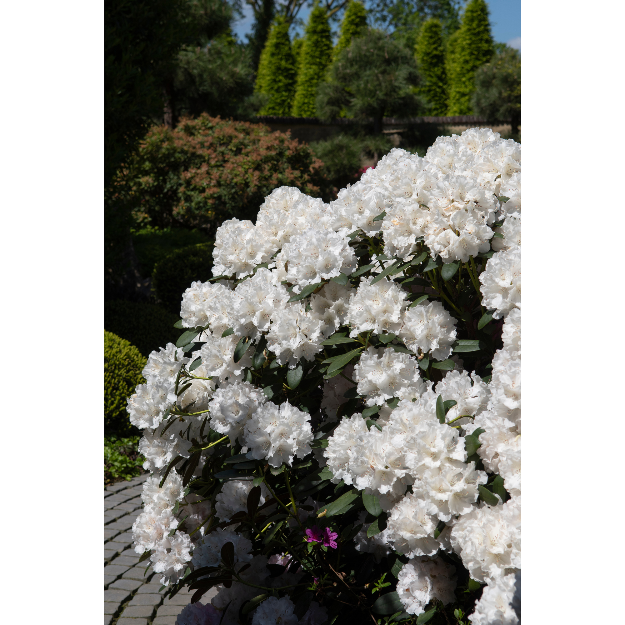 Rhododendron Omnia Garden Schneekrone 25-30 cm