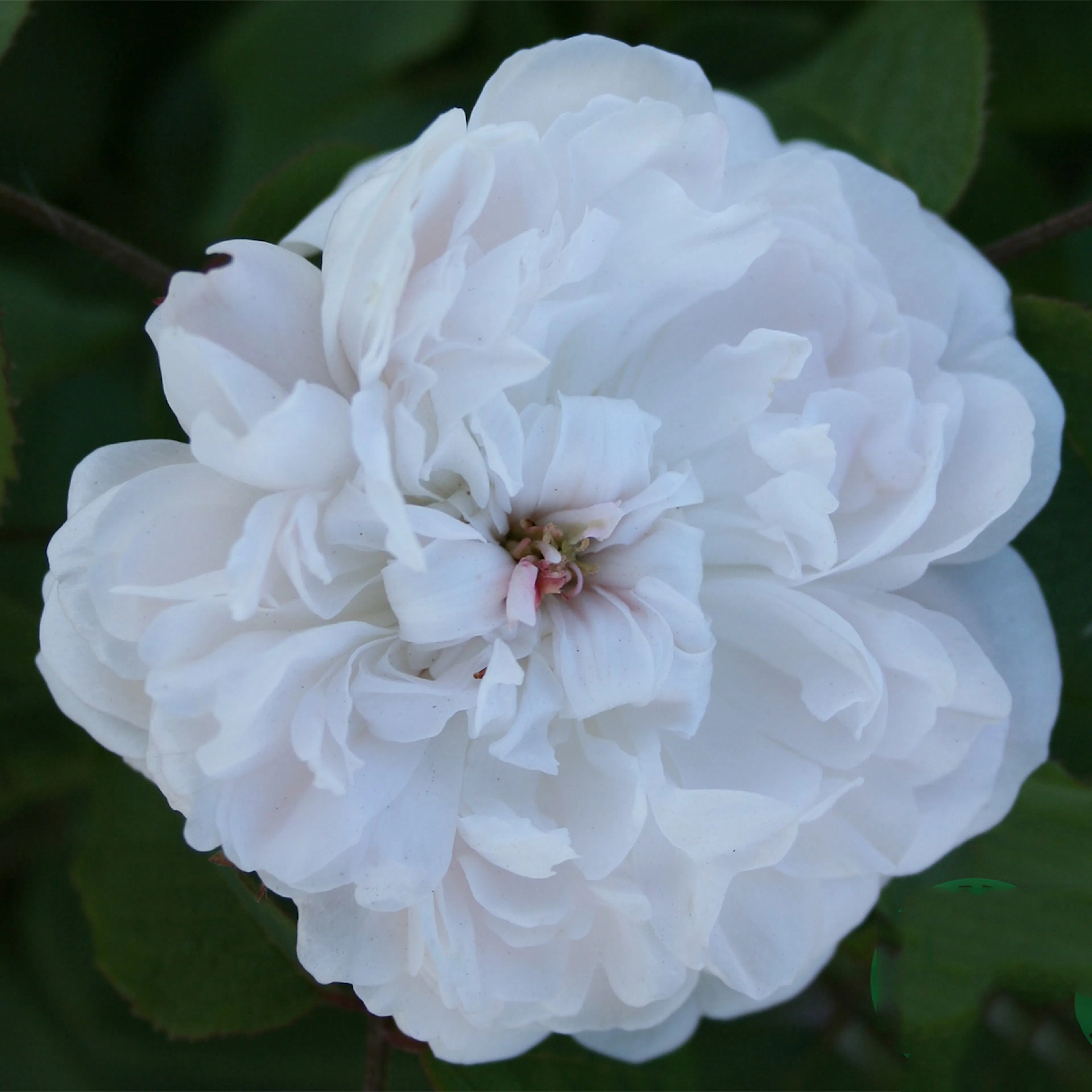 Rosa "White Jacques Cartier", 1-pack 1-pack