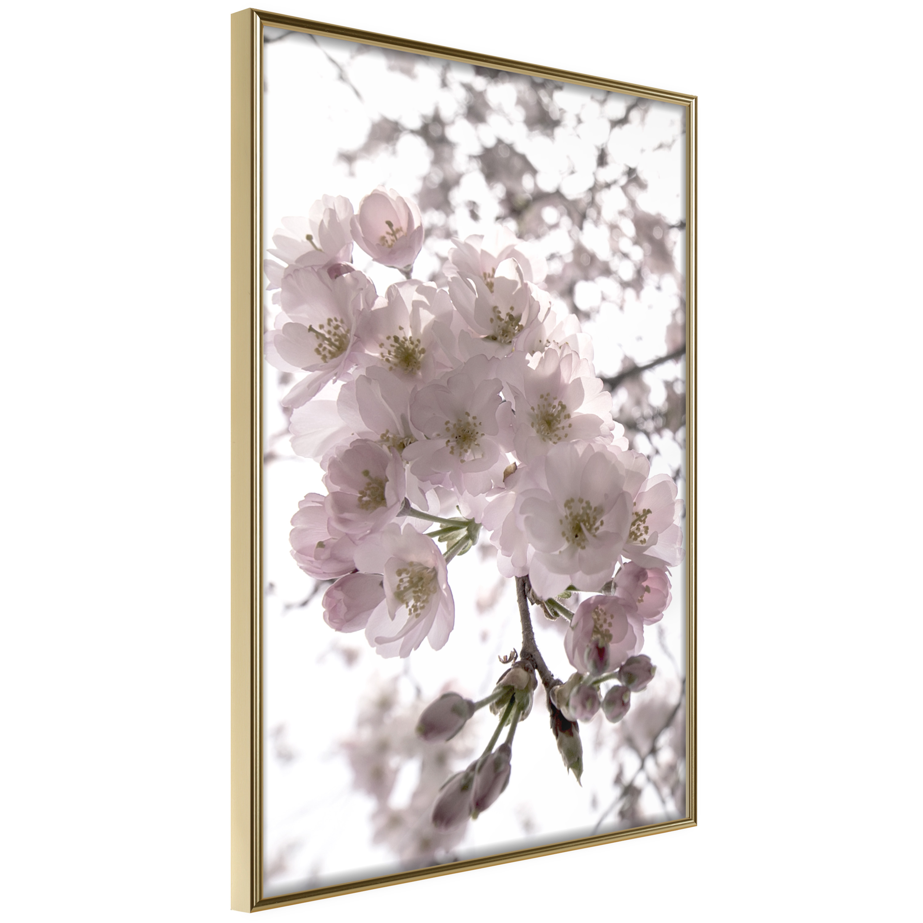 Affisch - Cherry Blossoms [Poster] 40x60 Guld ram, 40x60 cm