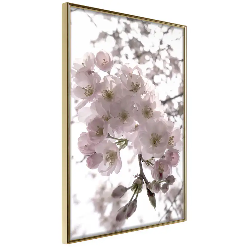 Poster Artgeist Affisch Cherry Blossoms