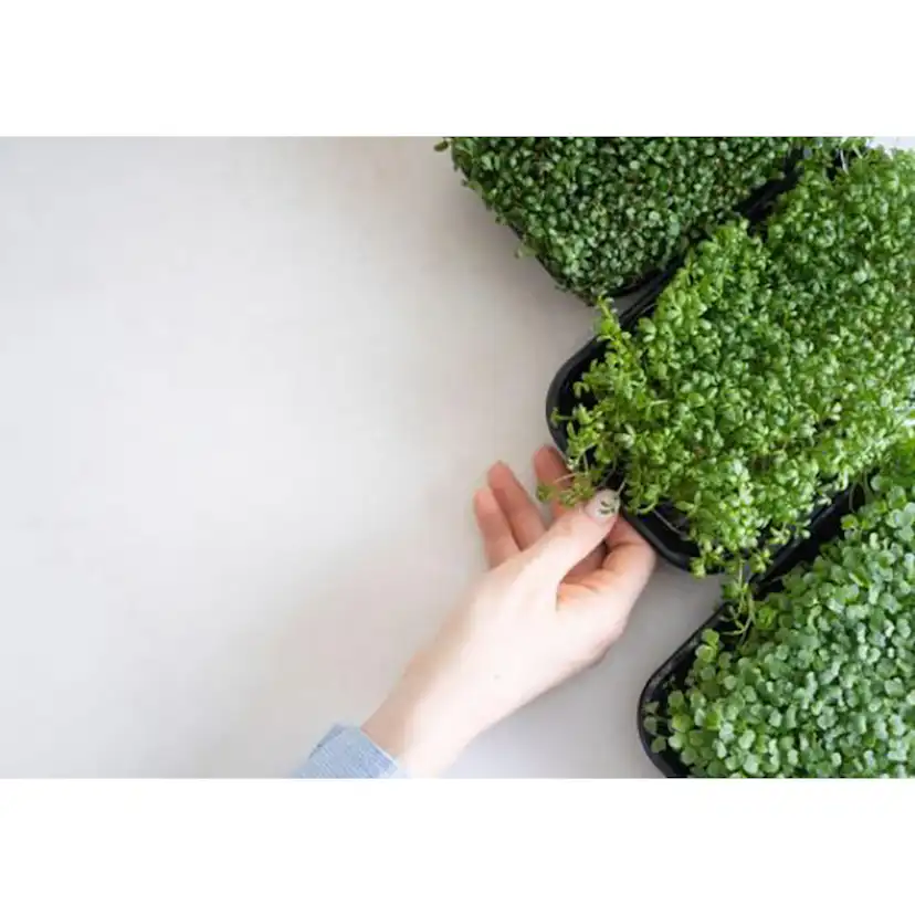 Odlingsmatta Turfquick Krasse