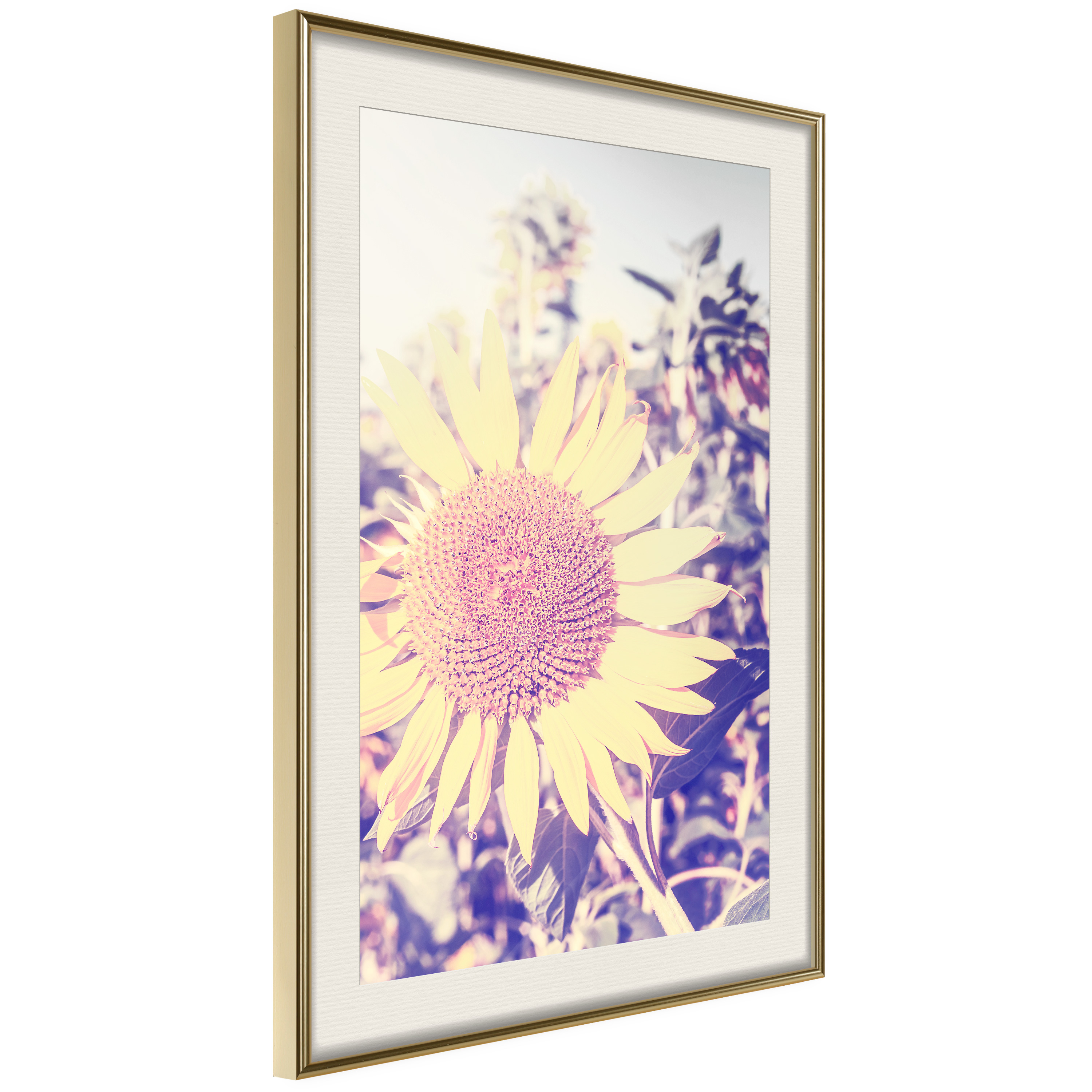 Affisch - Sunflower [Poster] 40x60 Guld ram med passepartout, 40x60 cm