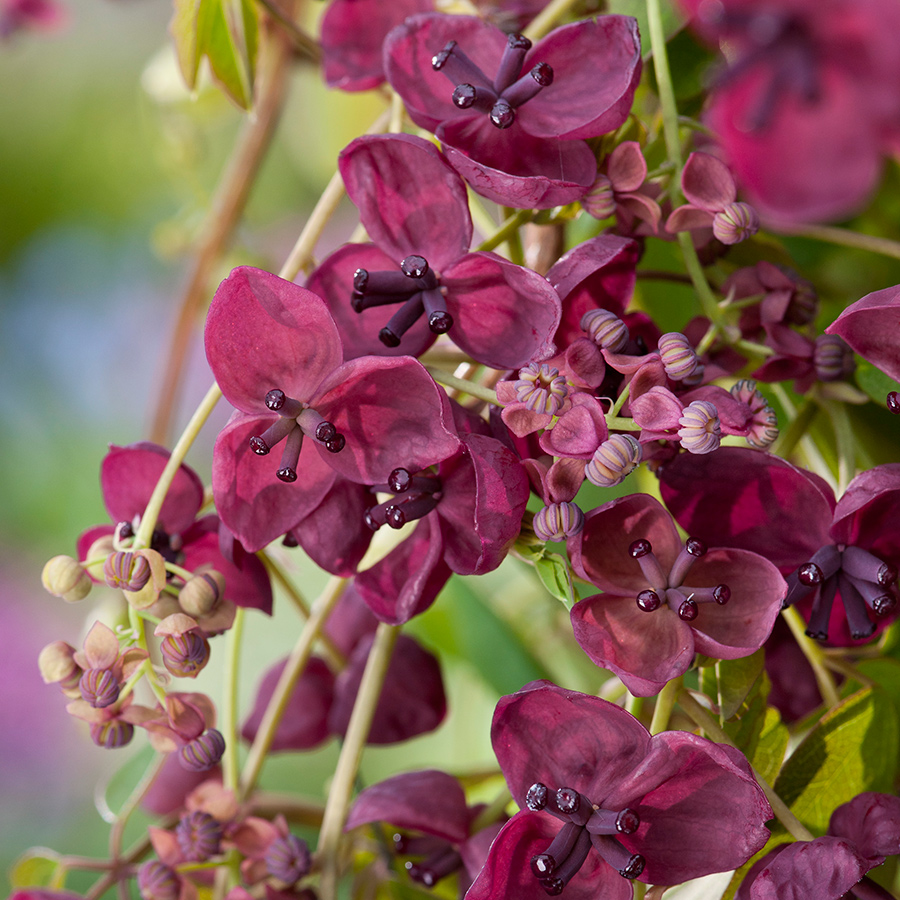 Klätterväxt Fembladsakebia Omnia Garden 40-60 cm