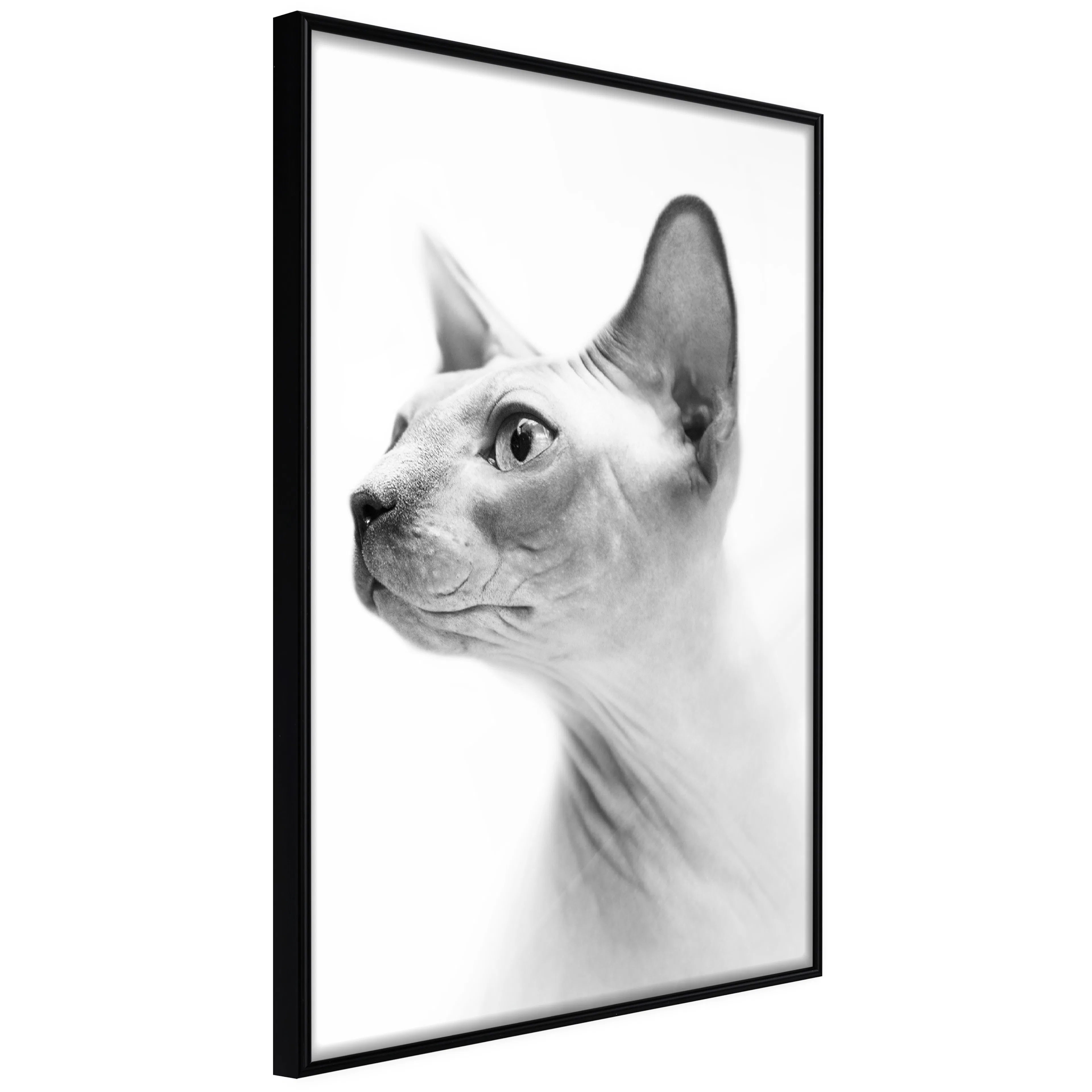 Affisch - Hairless Cat [Poster] 40x60 Svart ram, 40x60 cm