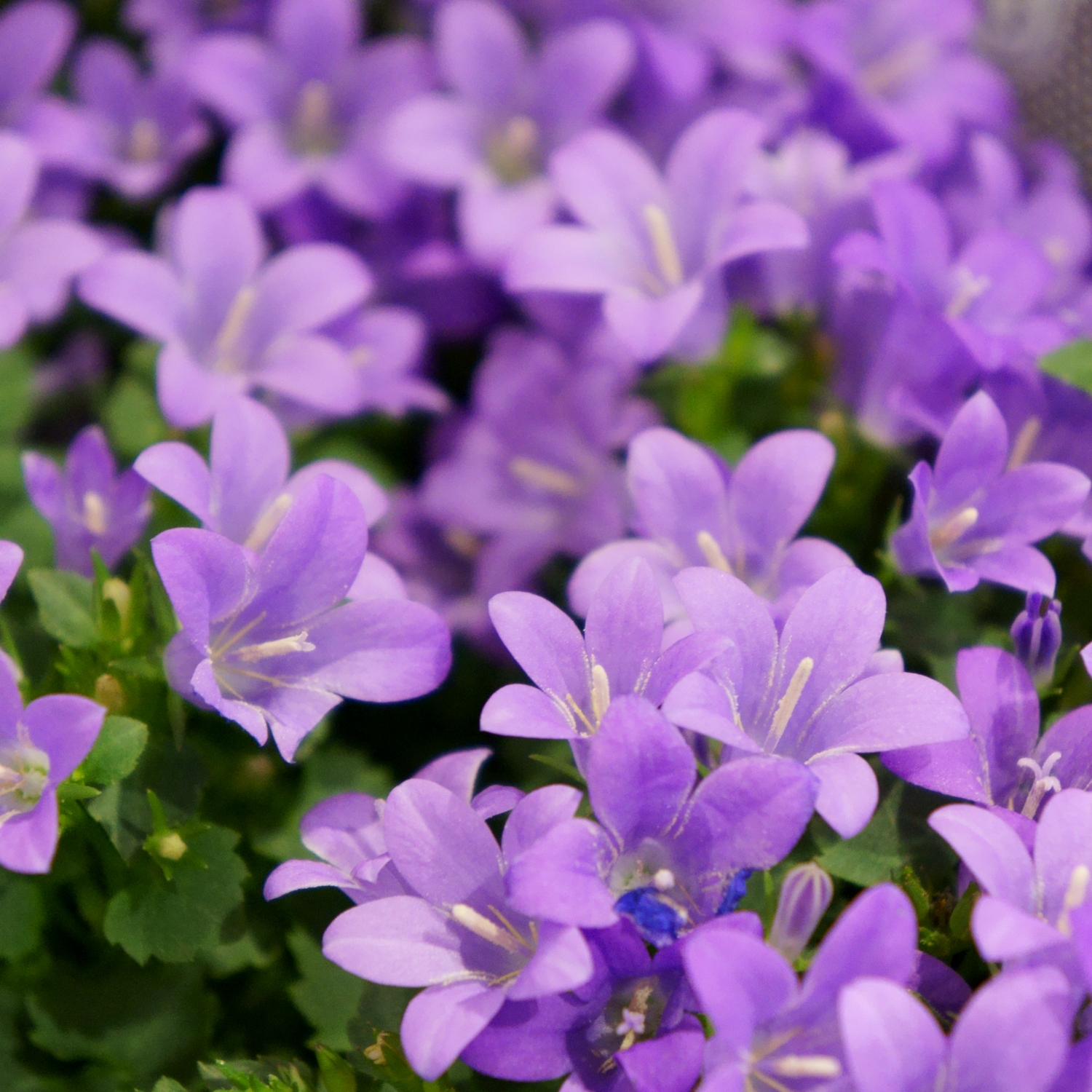 Planta Murklocka Omnia Garden