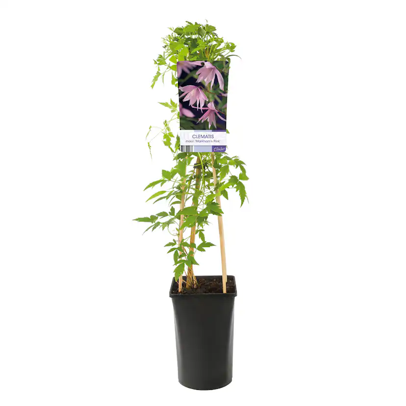 Klätterväxt Rosaröd Atragene Klematis Omnia Garden 40-60 cm