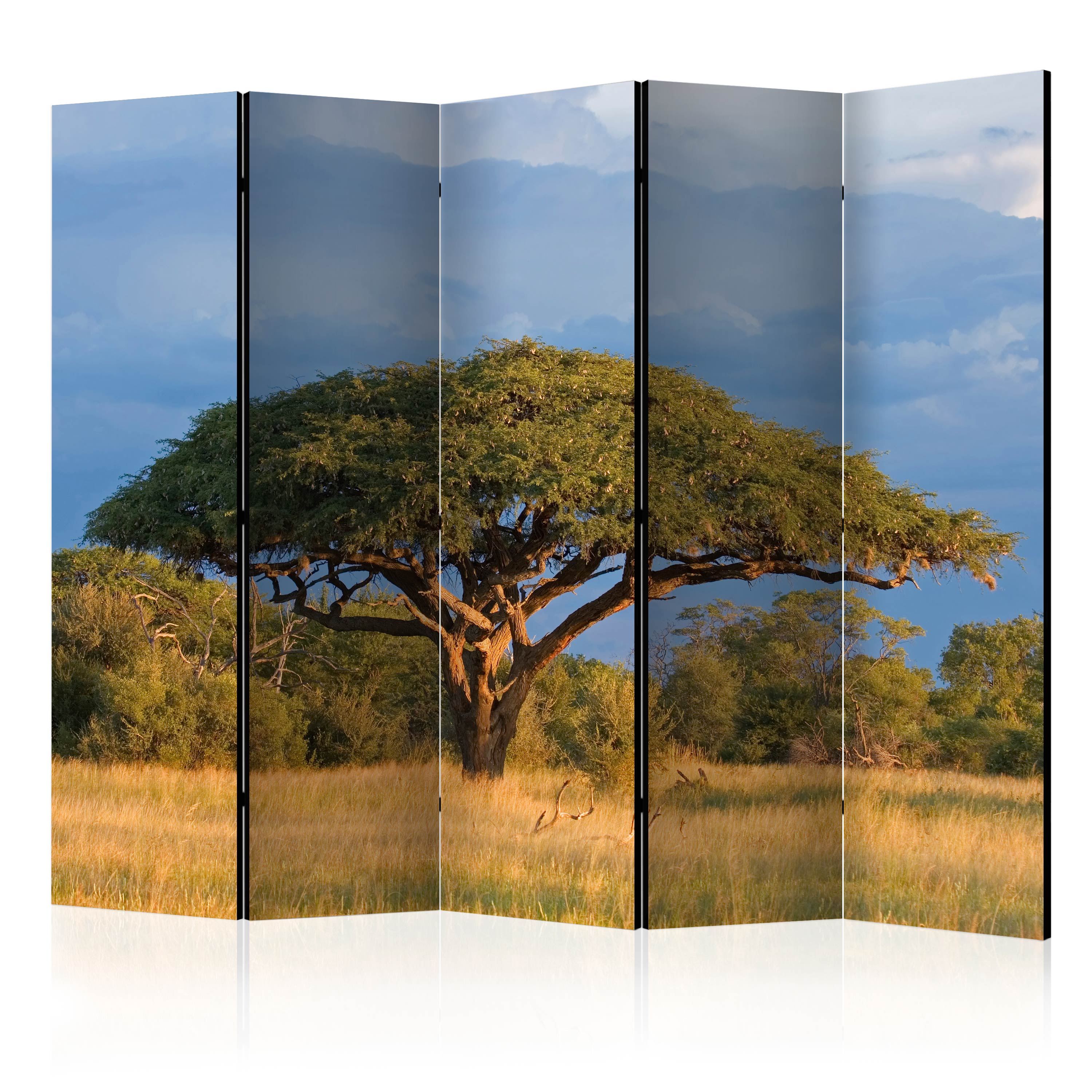 Rumsavdelare Arkiio African Acacia Tree Hwange National Park Zimbabwe II 225x172 cm