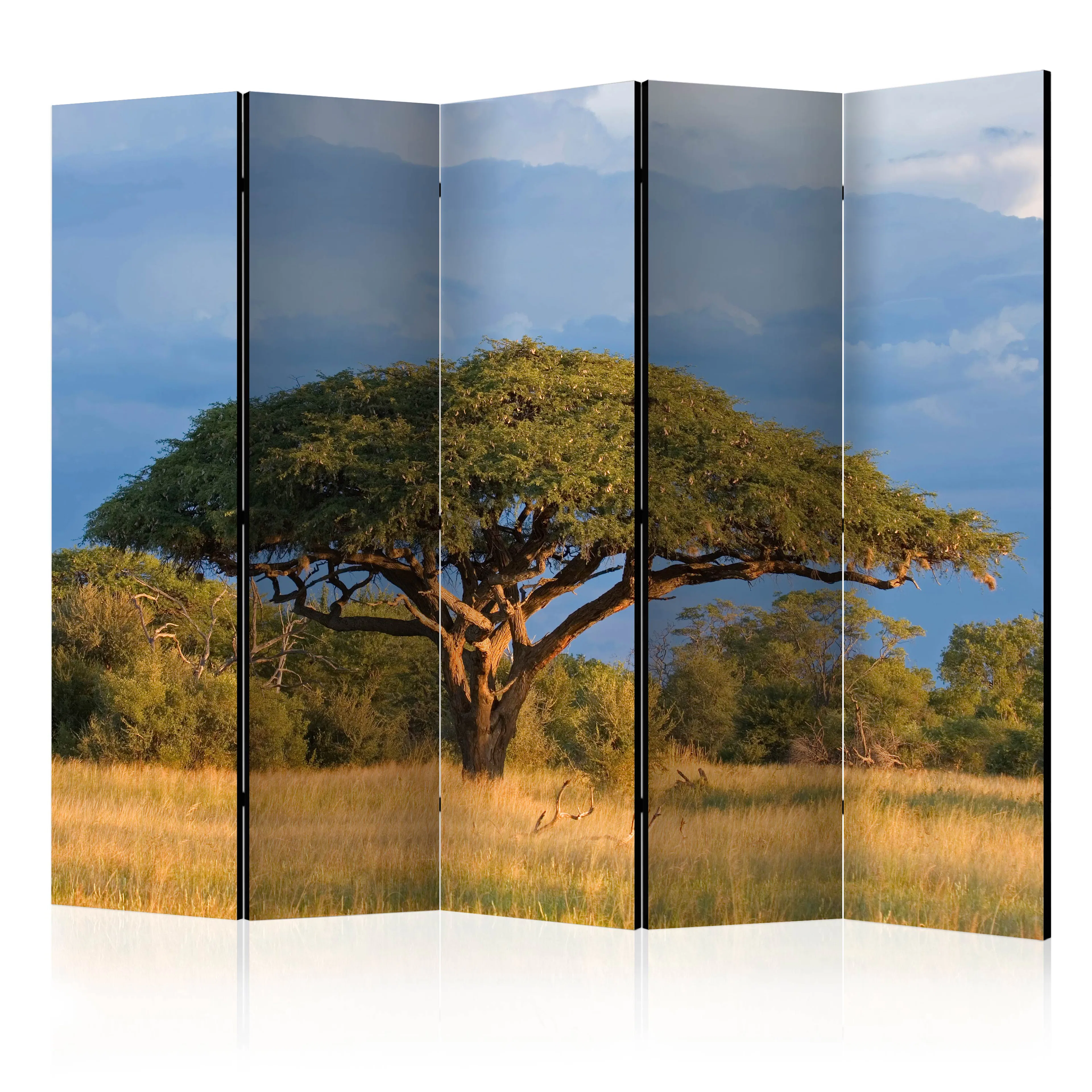 Rumsavdelare Arkiio African Acacia Tree Hwange National Park Zimbabwe II 225x172 cm