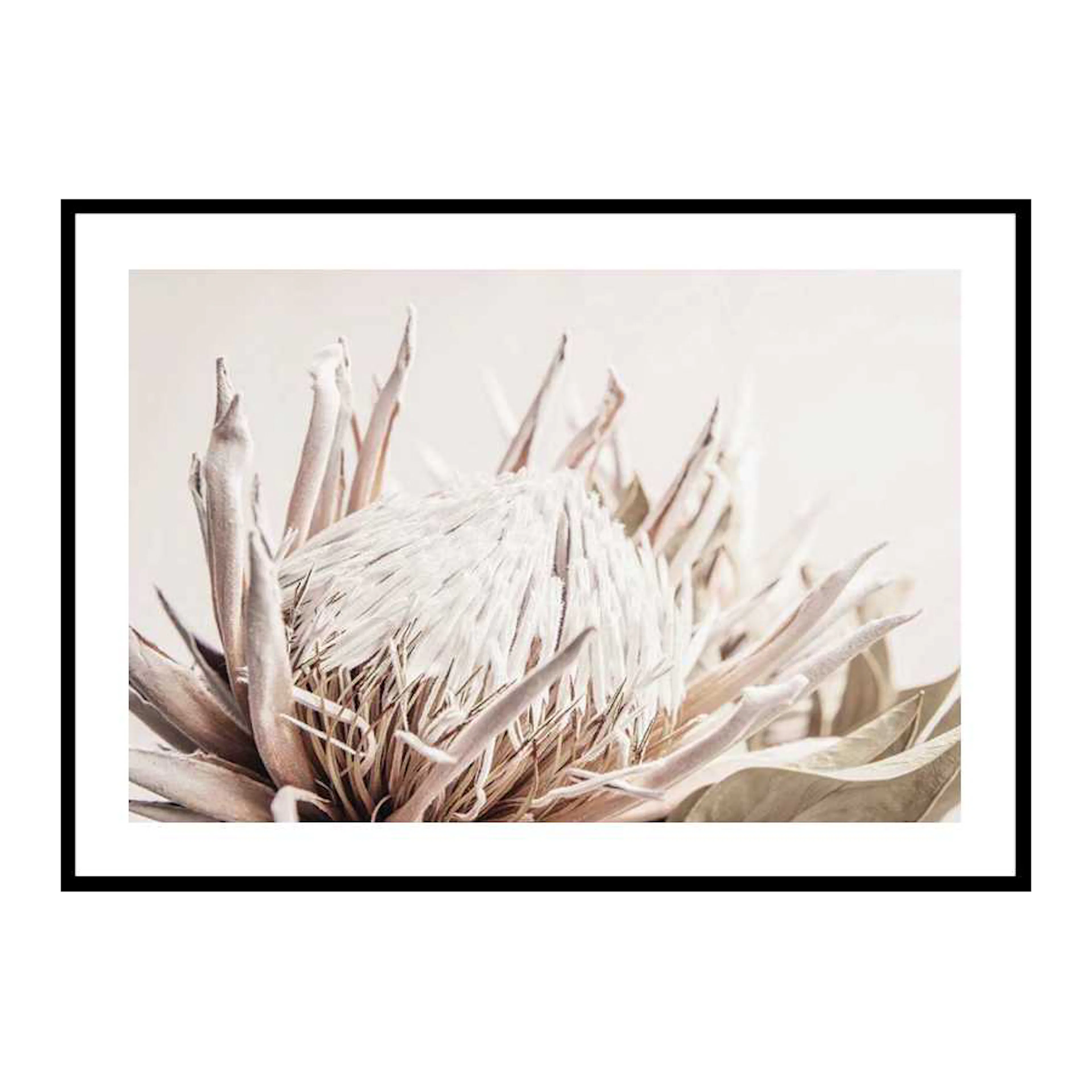 Protea Flower No1 70x100 cm