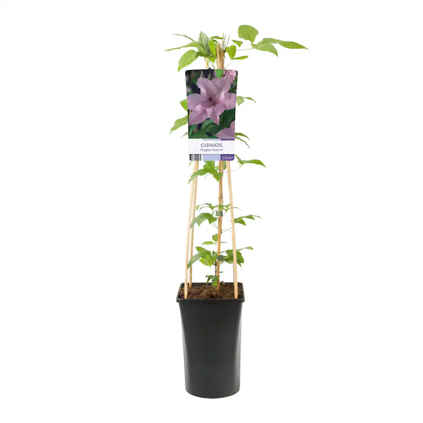 Klätterväxt Storblommig Klematis Omnia Garden Hagley Hybrid 40-60 cm