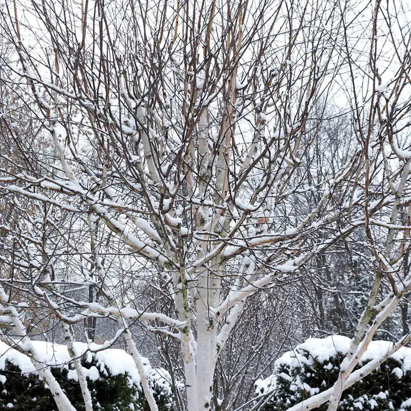 Prydnadsträd Omnia Garden Himalajabjörk, Gröna Lövverk & Gul Blomning, 150-200 cm