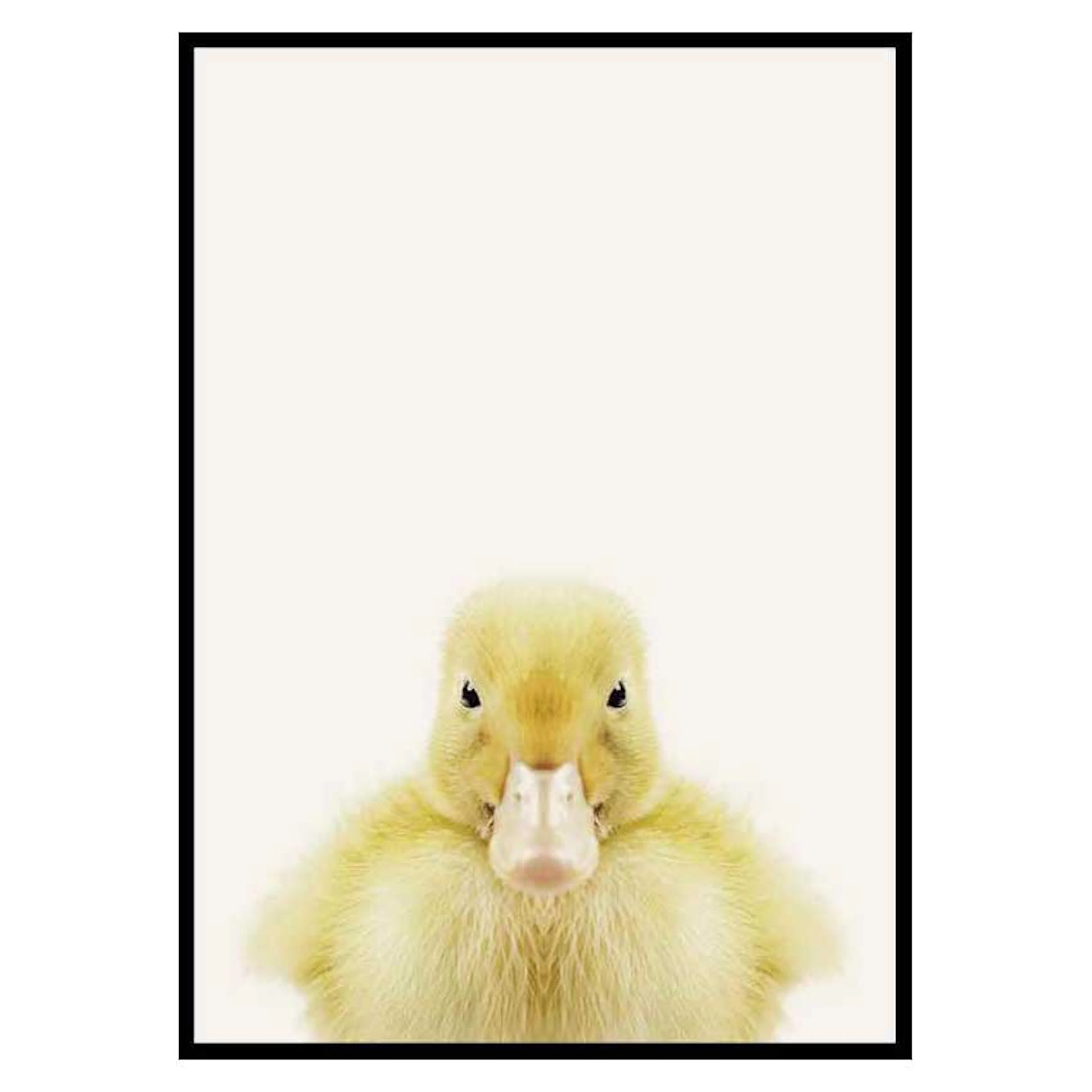Poster Gallerix Baby Duck