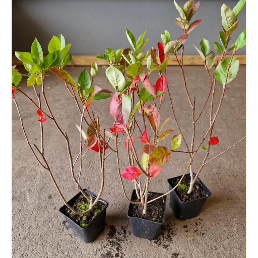 Planta Slånaronia Omnia Garden Elata 20-40 cm Krukodlade