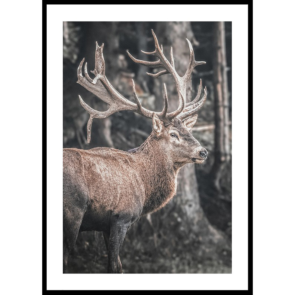 Poster Gallerix Red Deer Rut