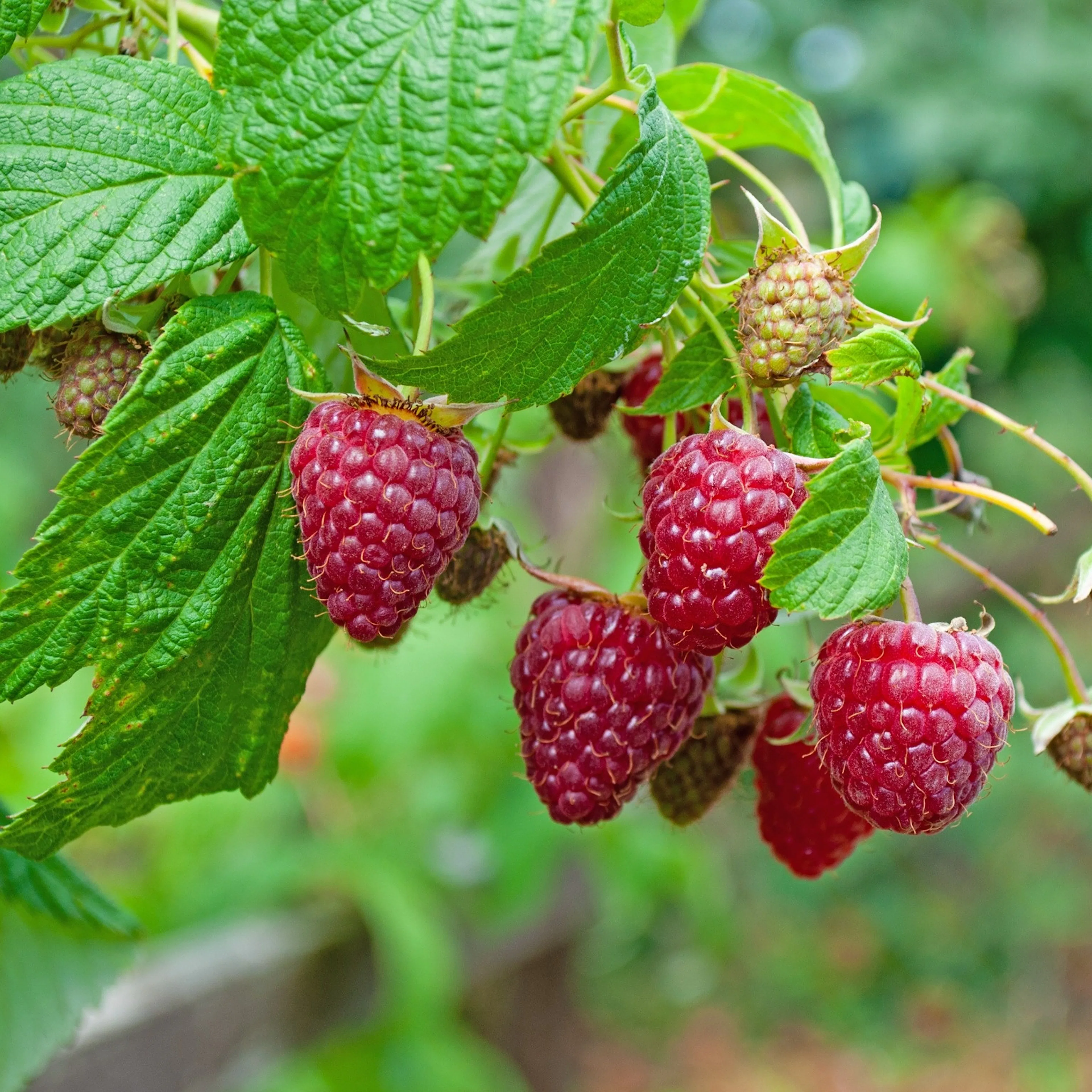 Rubus (Hösthallon) 'Autumn Bliss' E, 10-pack 10-Pack