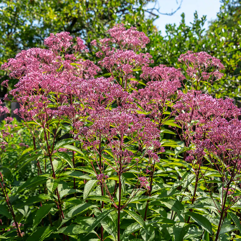 Planta Perenn Omnia Garden Fläckflockel Atropurpureum Rosenflockel