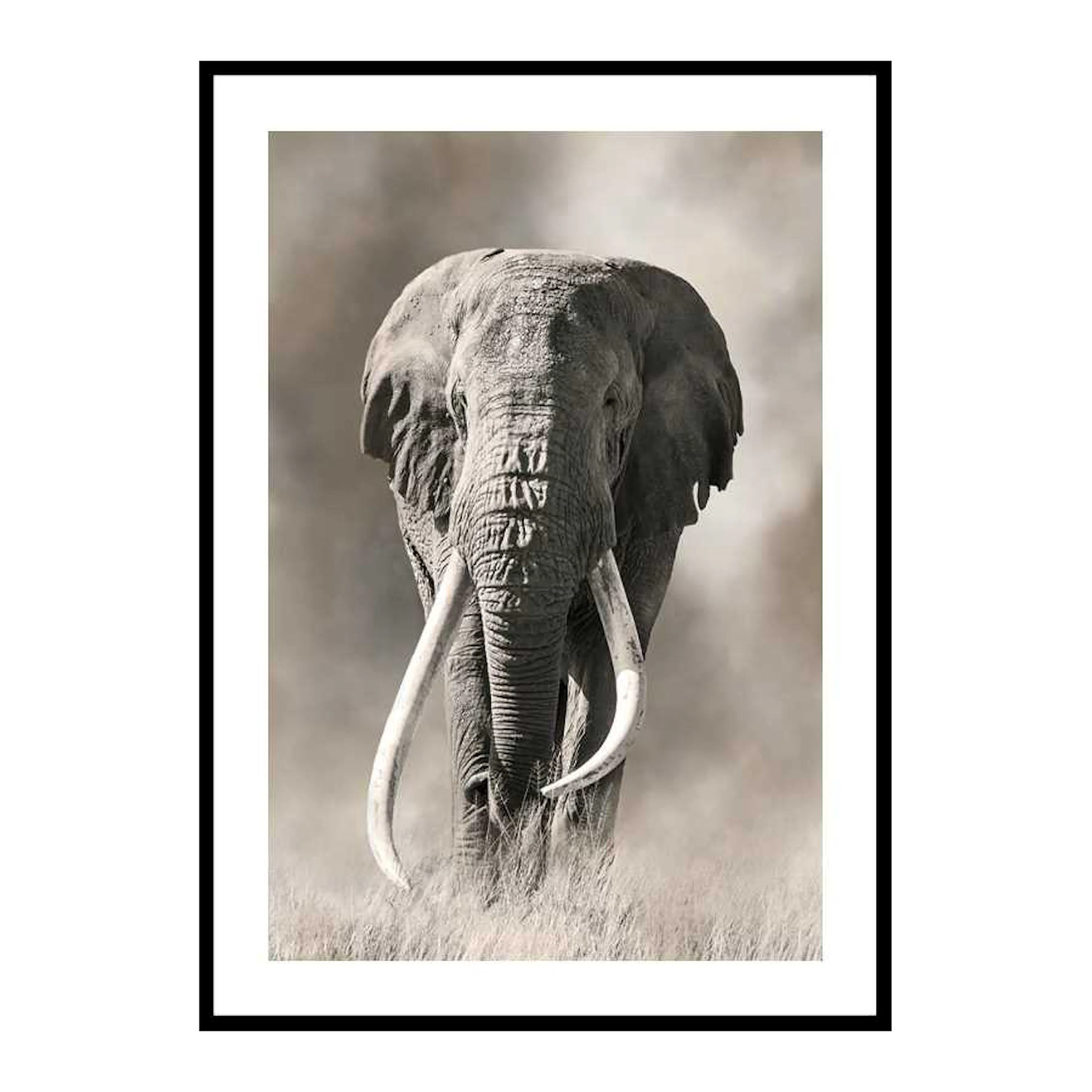 Elephant Tusks 70x100 cm